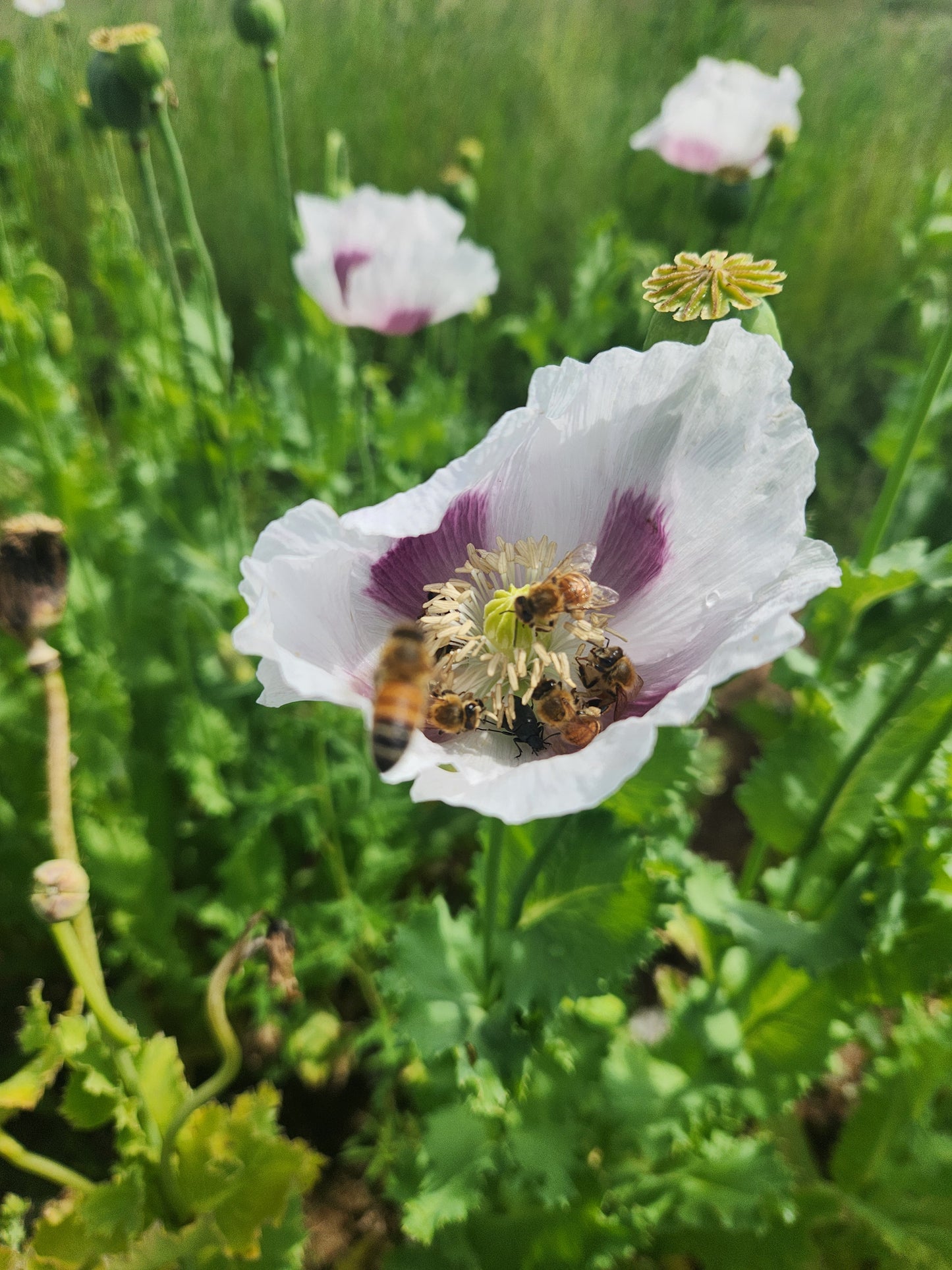 TRUE Izmir Bush Poppy (Papaver Somniferum) 1500 Seeds