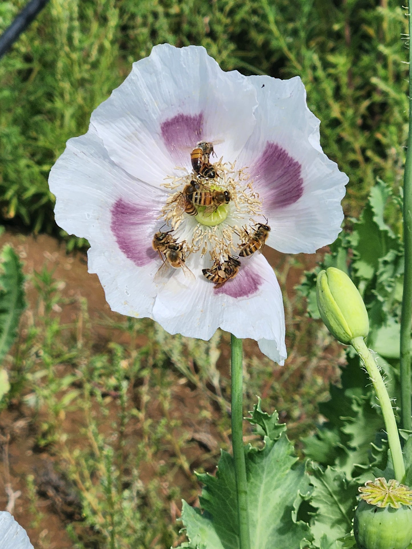 TRUE Izmir Bush Poppy (Papaver Somniferum) 1500 Seeds