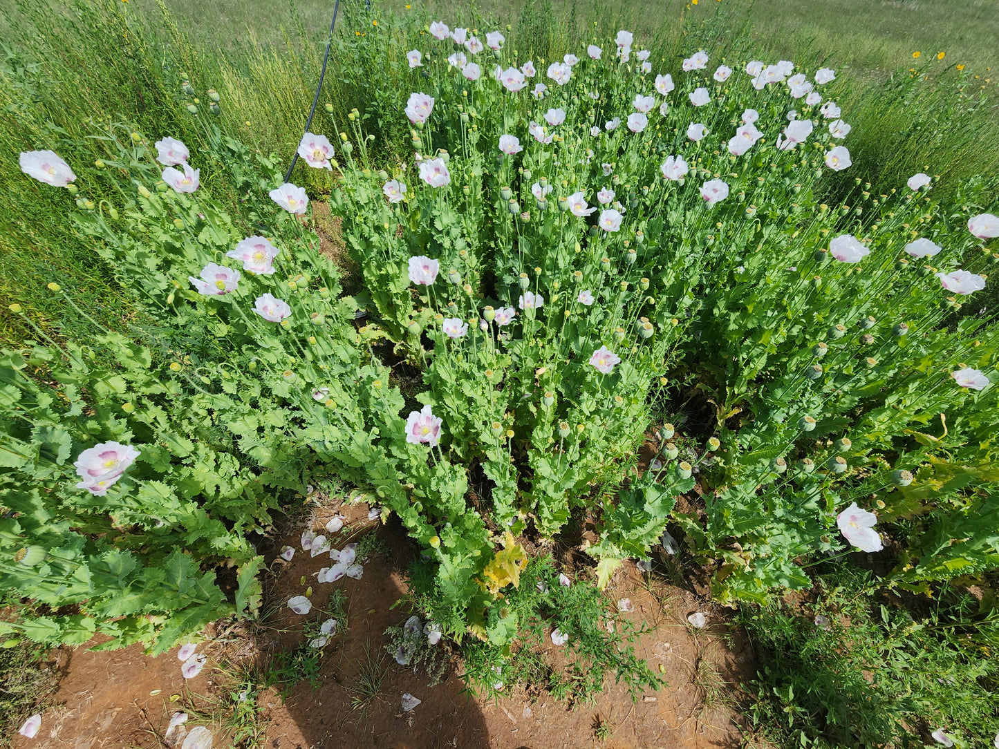 TRUE Izmir Bush Poppy (Papaver Somniferum) 1500 Seeds