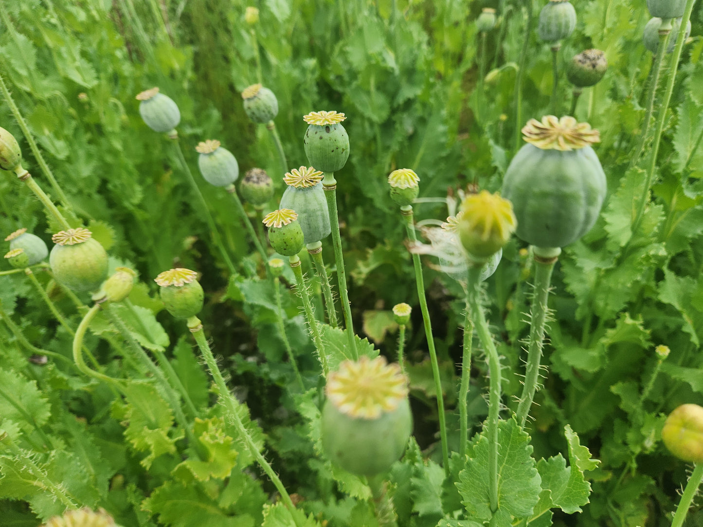 TRUE Izmir Bush Poppy (Papaver Somniferum) 1500 Seeds