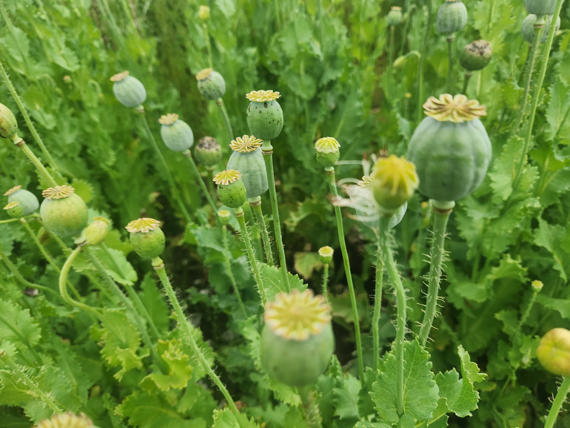 TRUE Izmir Bush Poppy (Papaver Somniferum) 1500 Seeds