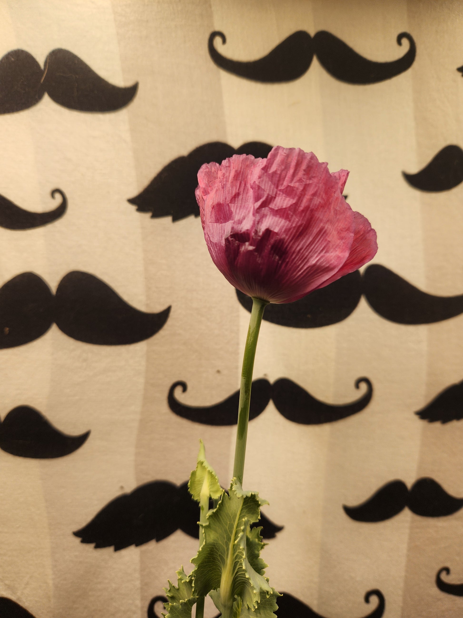 Izmir Burma Golden Triangle Papaver Somniferum Poppy Seeds (1500 Pack)