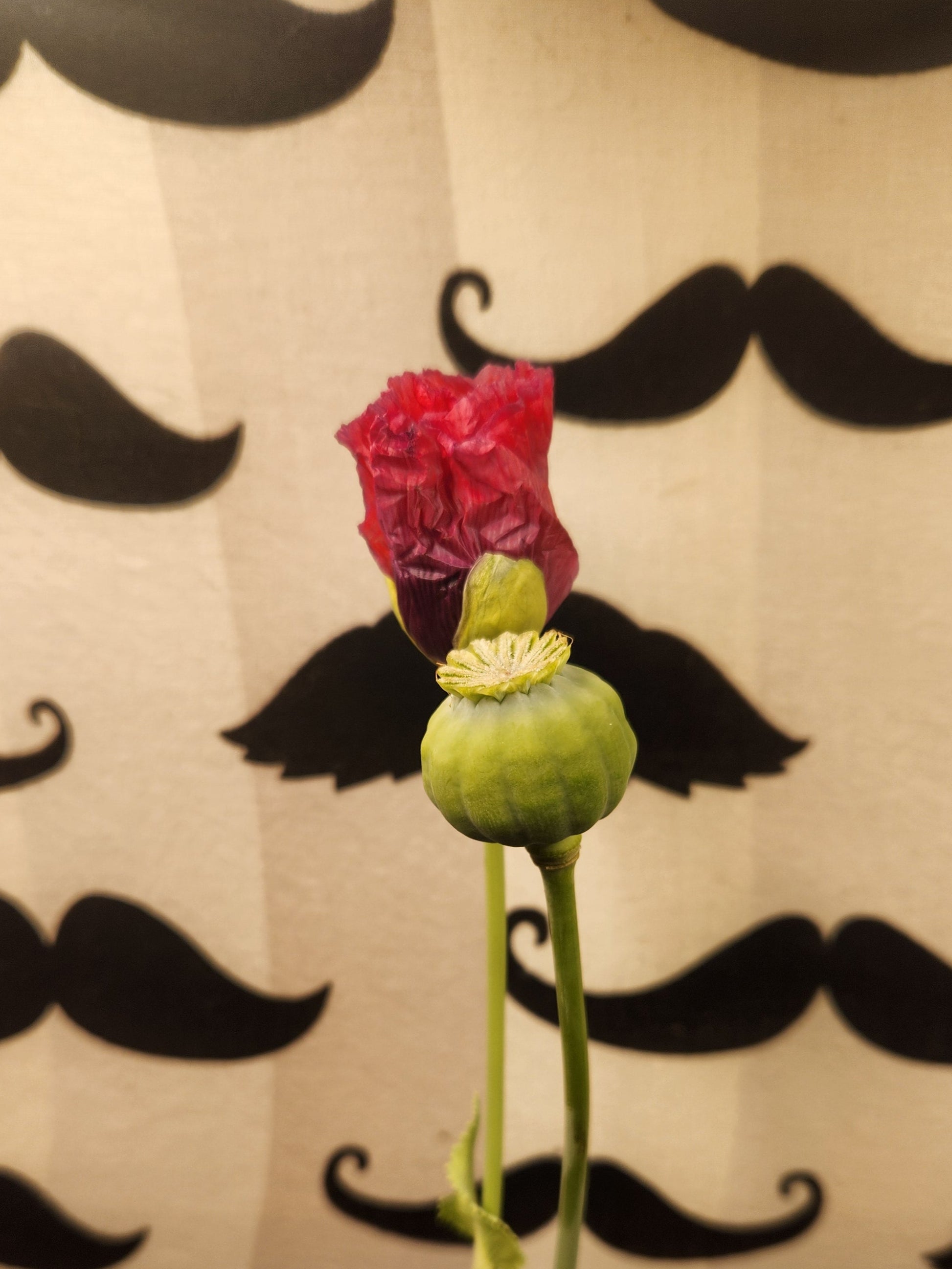 Izmir Burma Golden Triangle Papaver Somniferum Poppy Seeds (1500 Pack)