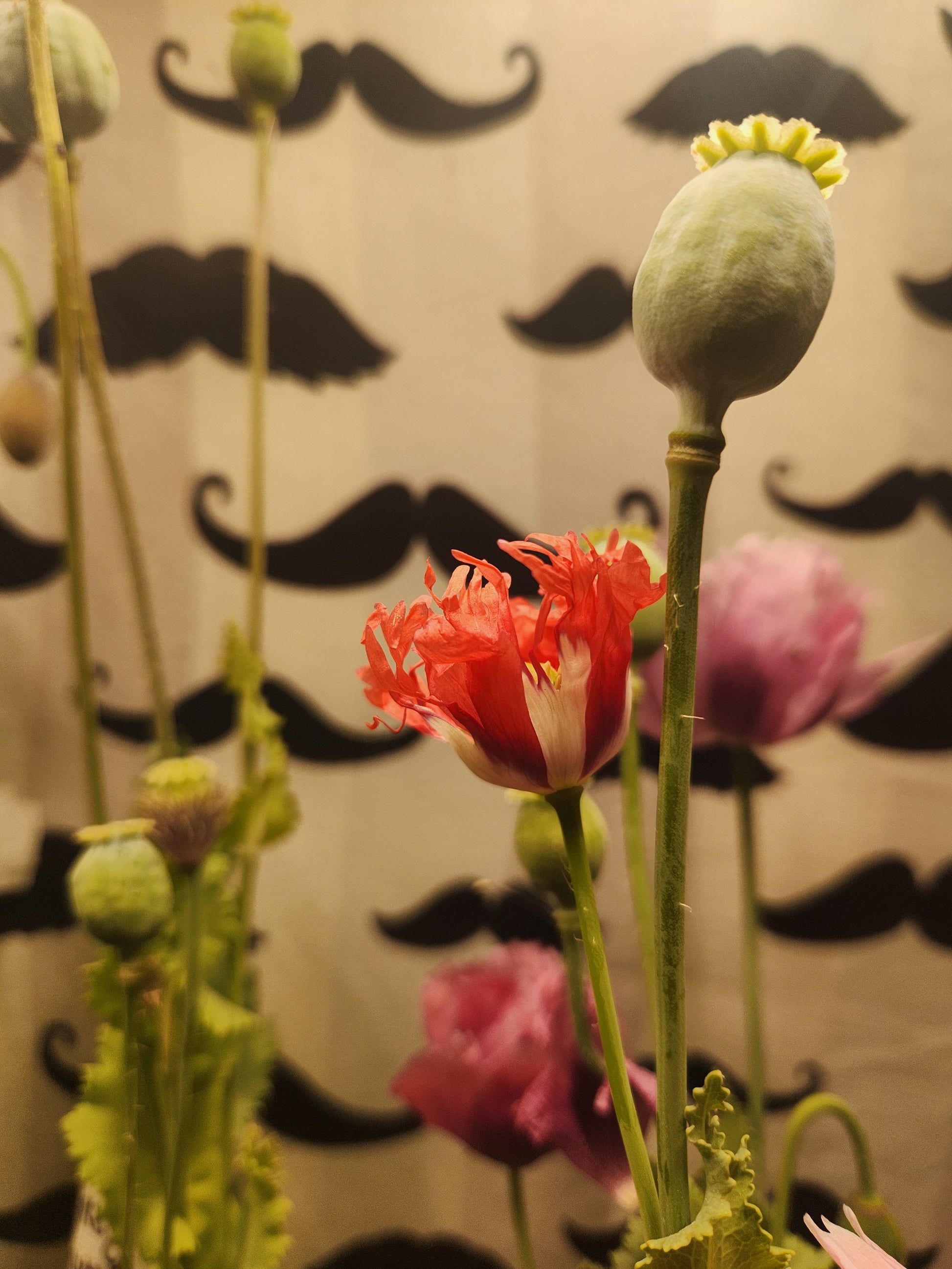 Izmir Burma Golden Triangle Papaver Somniferum Poppy Seeds (1500 Pack)