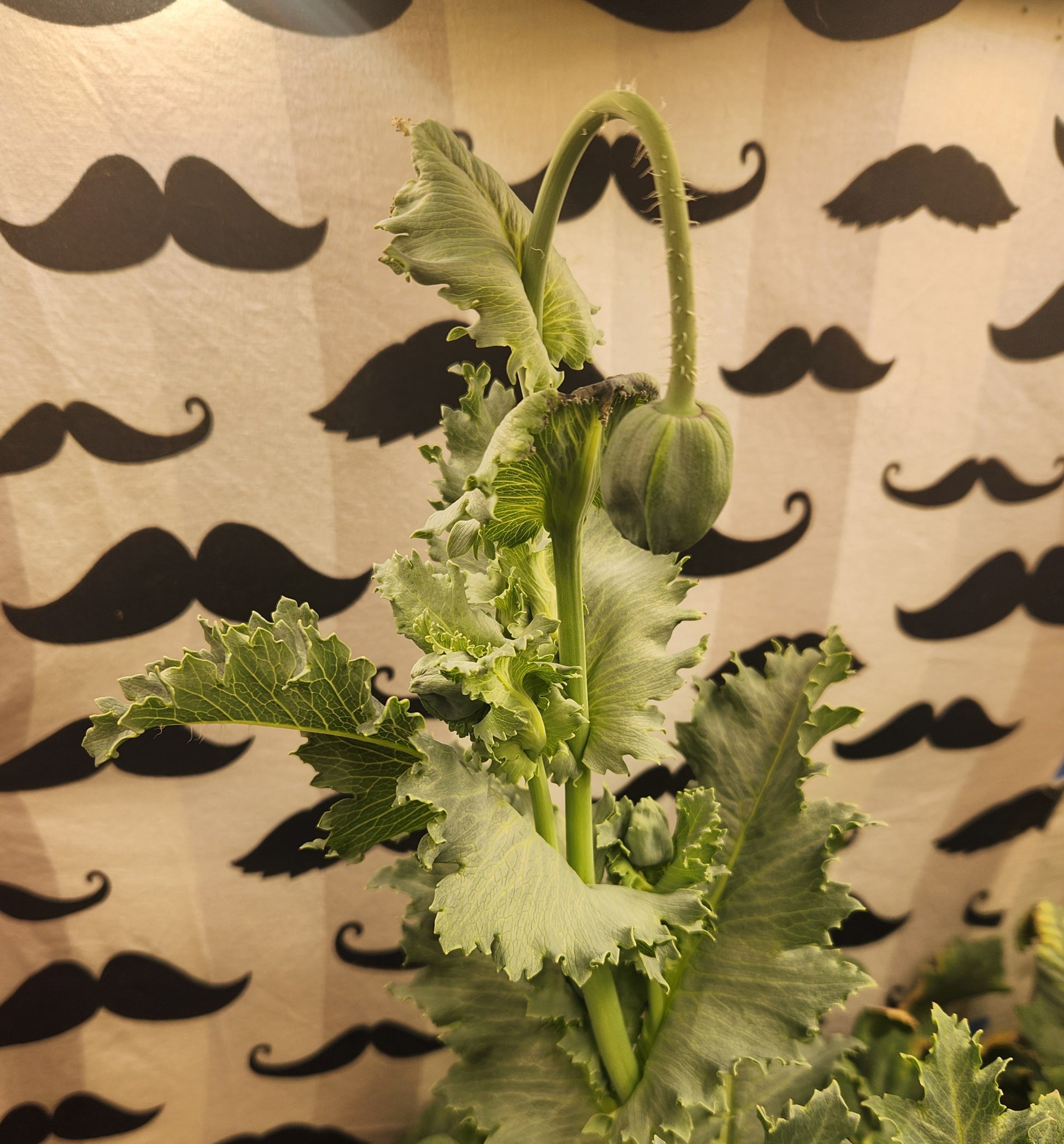 Izmir Asian OB Poppy Seed (Papaver Somniferum) 1500 Seeds