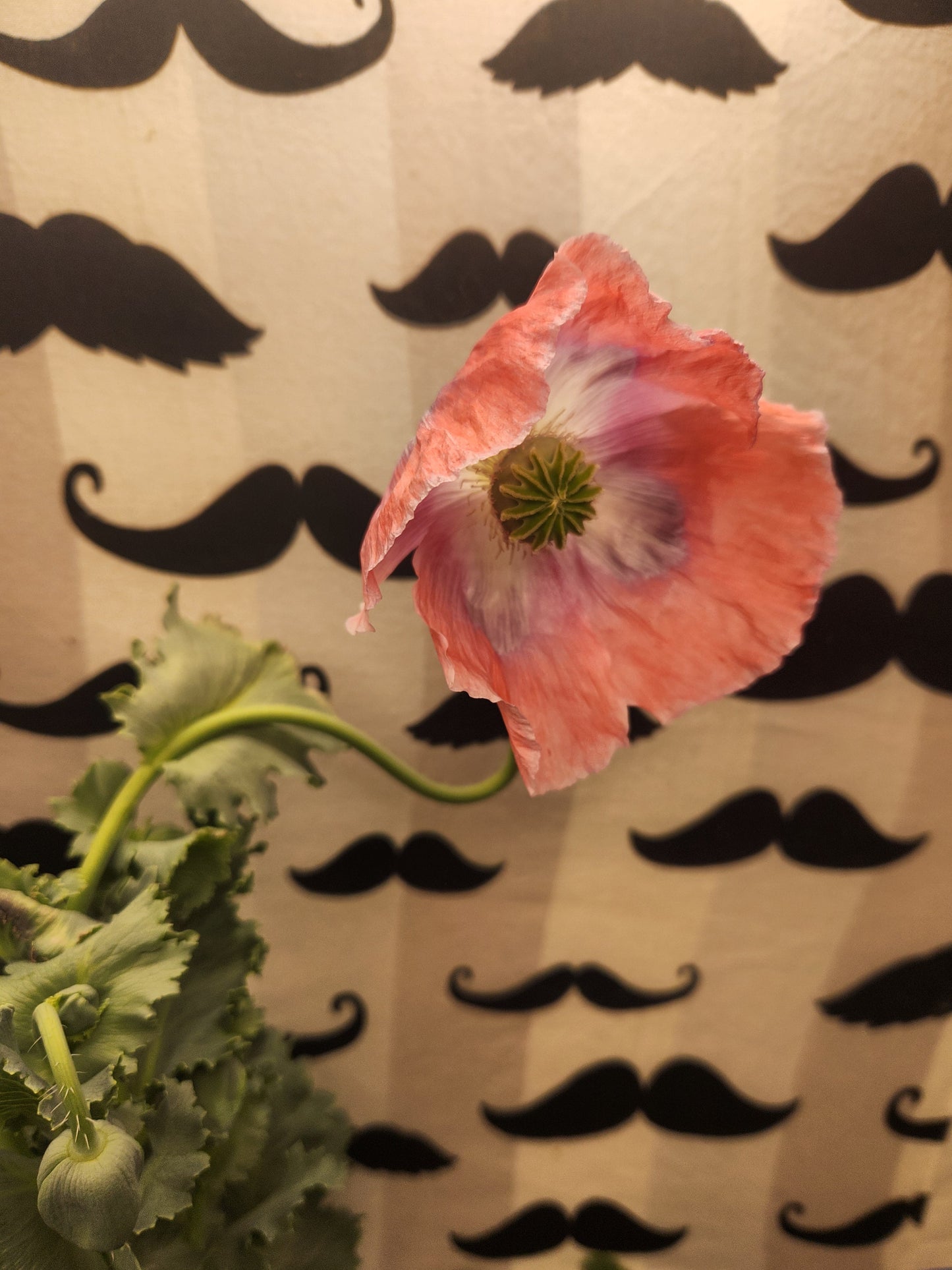Izmir Asian OB Poppy Seed (Papaver Somniferum) 1500 Seeds