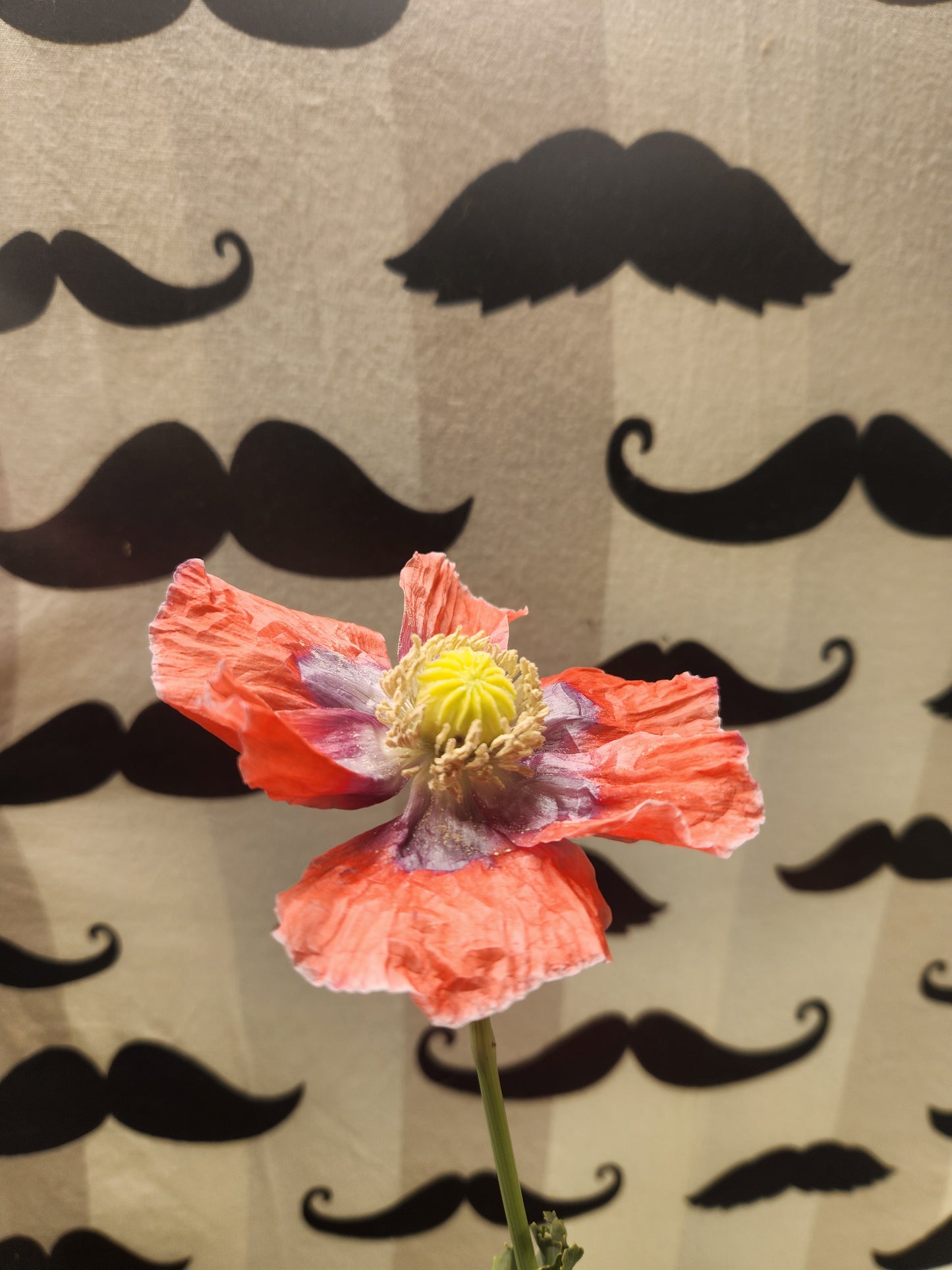 Izmir Asian OB Poppy Seed (Papaver Somniferum) 1500 Seeds