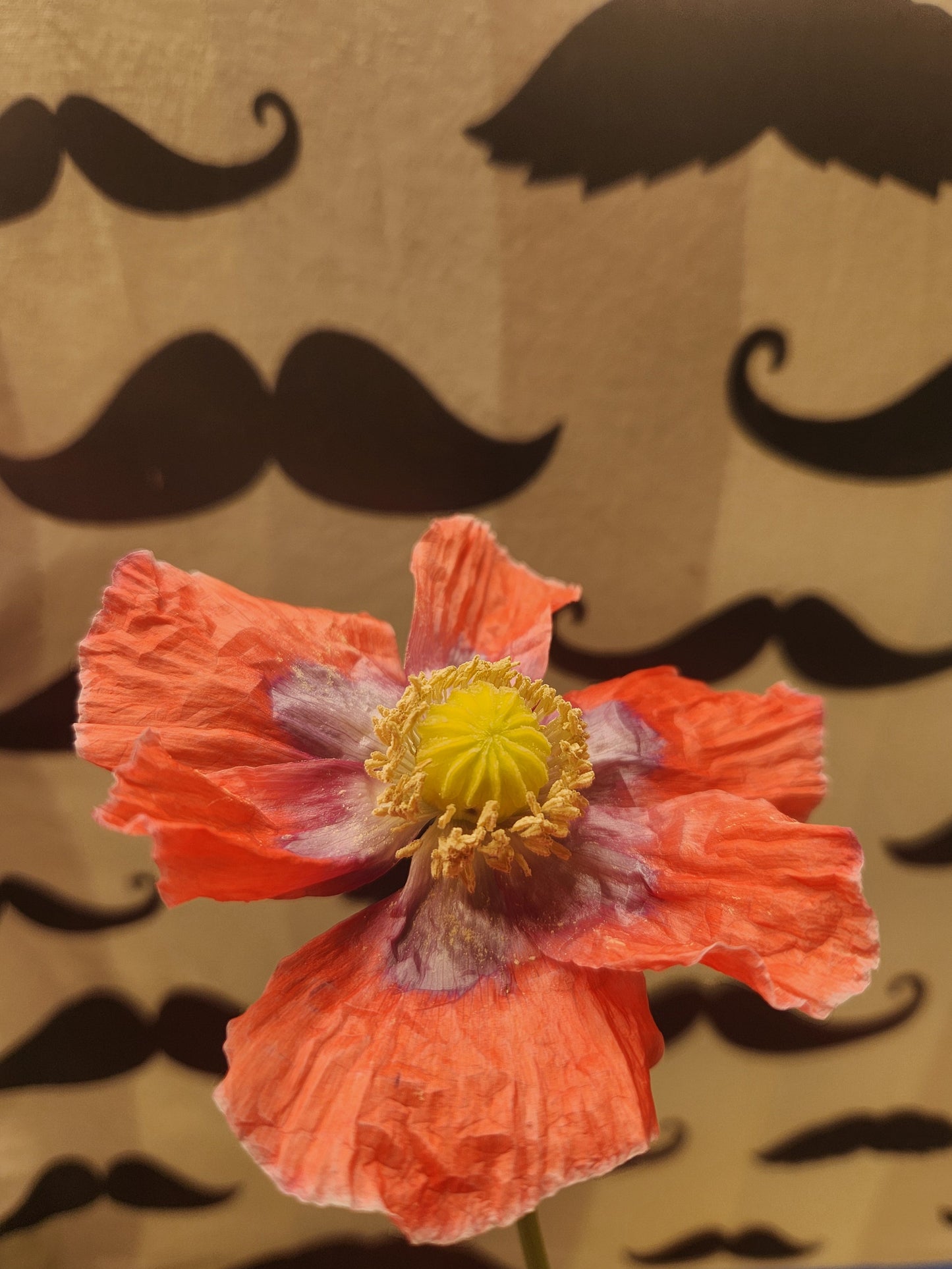 Izmir Asian OB Poppy Seed (Papaver Somniferum) 1500 Seeds