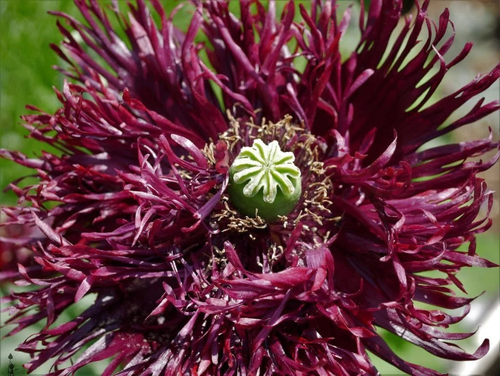 Black Swan Poppy Seeds (Papaver Somniferum) 1500 pack