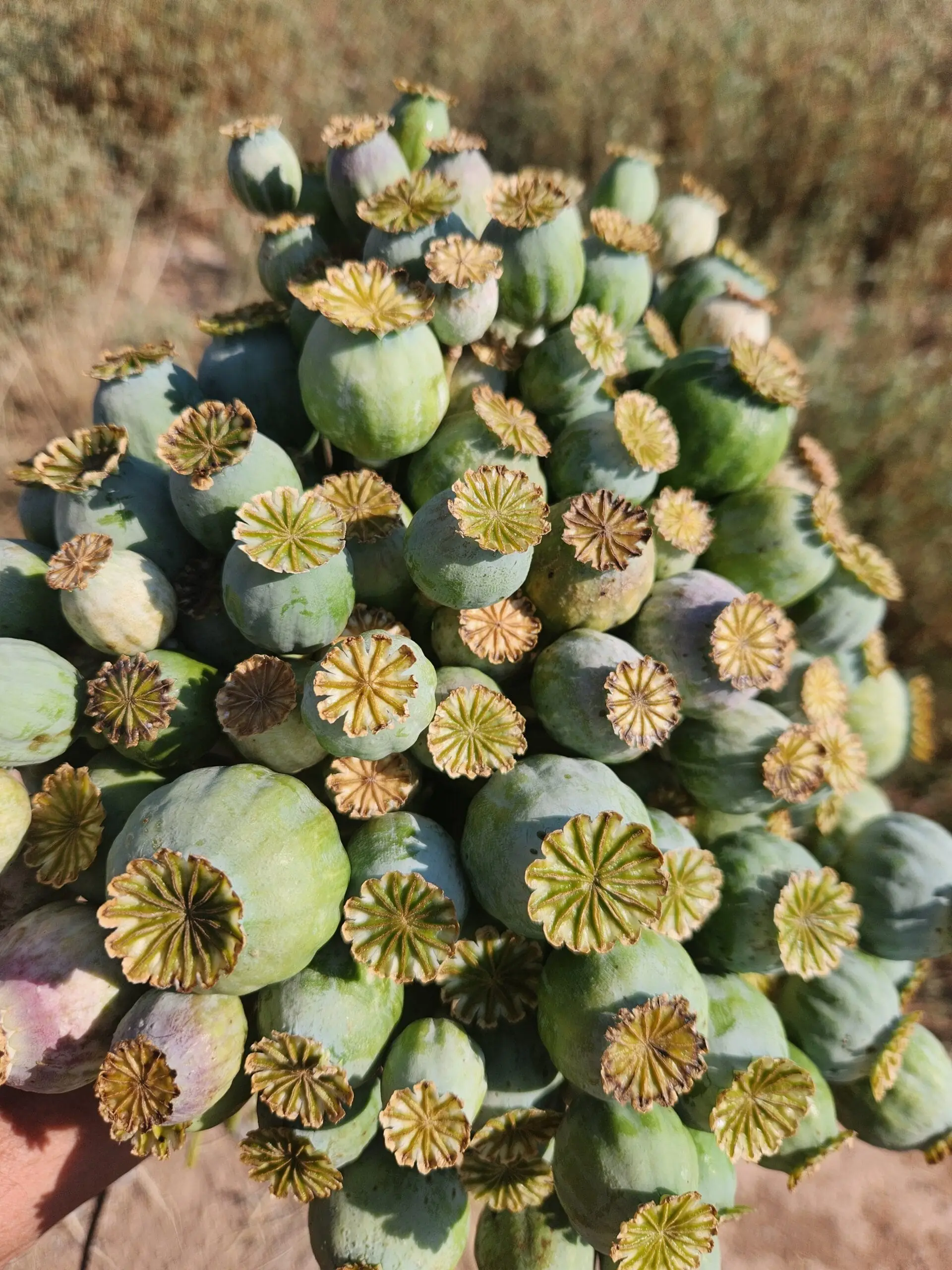 Izmir Burma Golden Triangle Papaver Somniferum Poppy Seeds (1500 Pack)