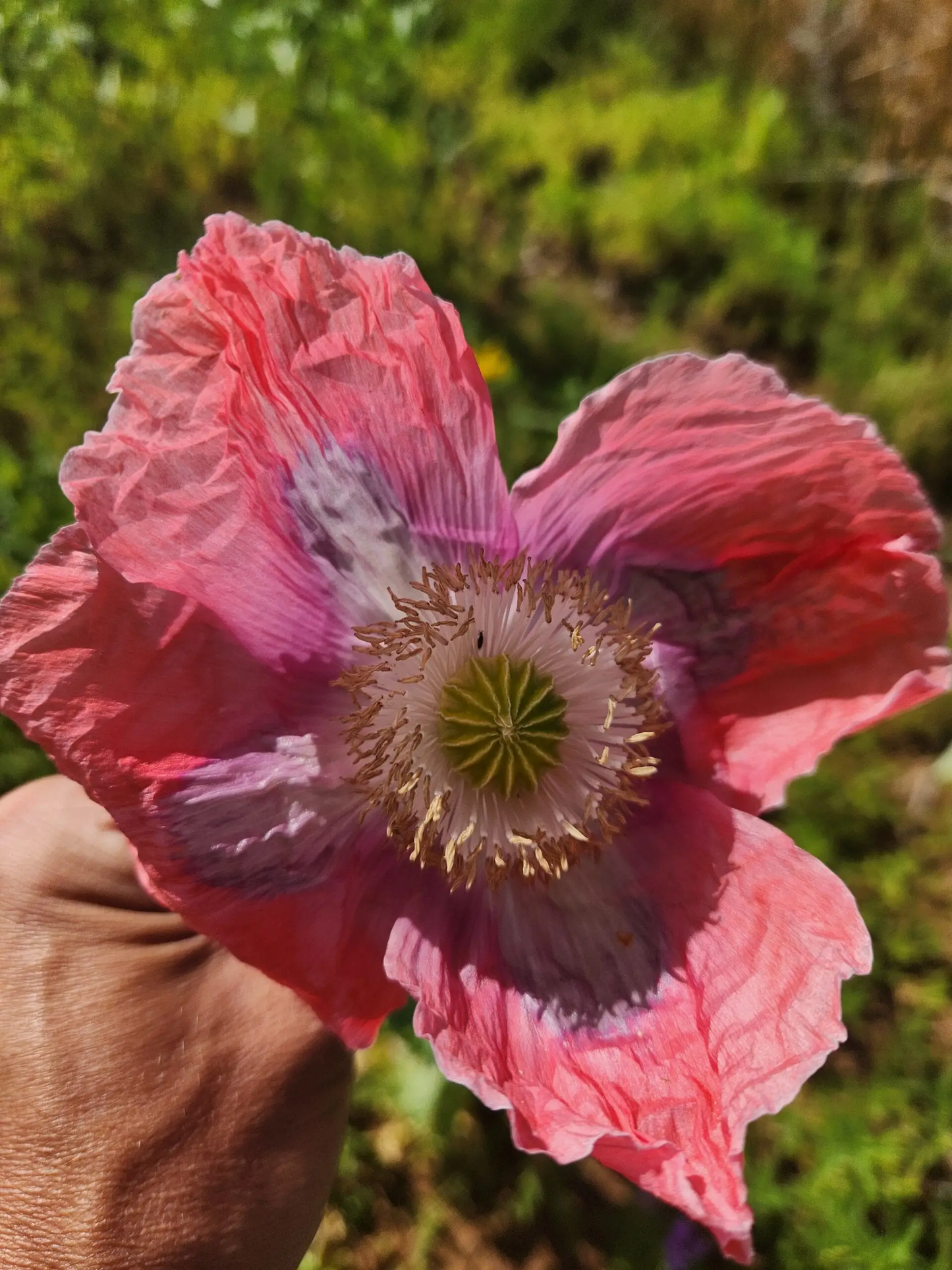 Izmir Asian OB Poppy Seed (Papaver Somniferum) 1500 Seeds