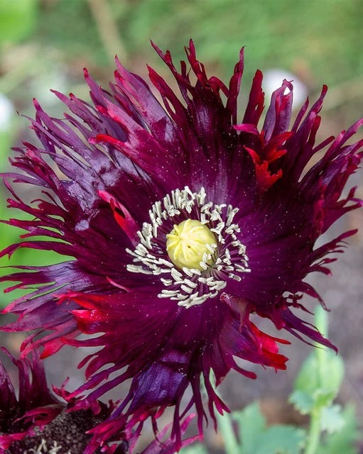Black Swan Poppy Seeds (Papaver Somniferum) 1500 pack