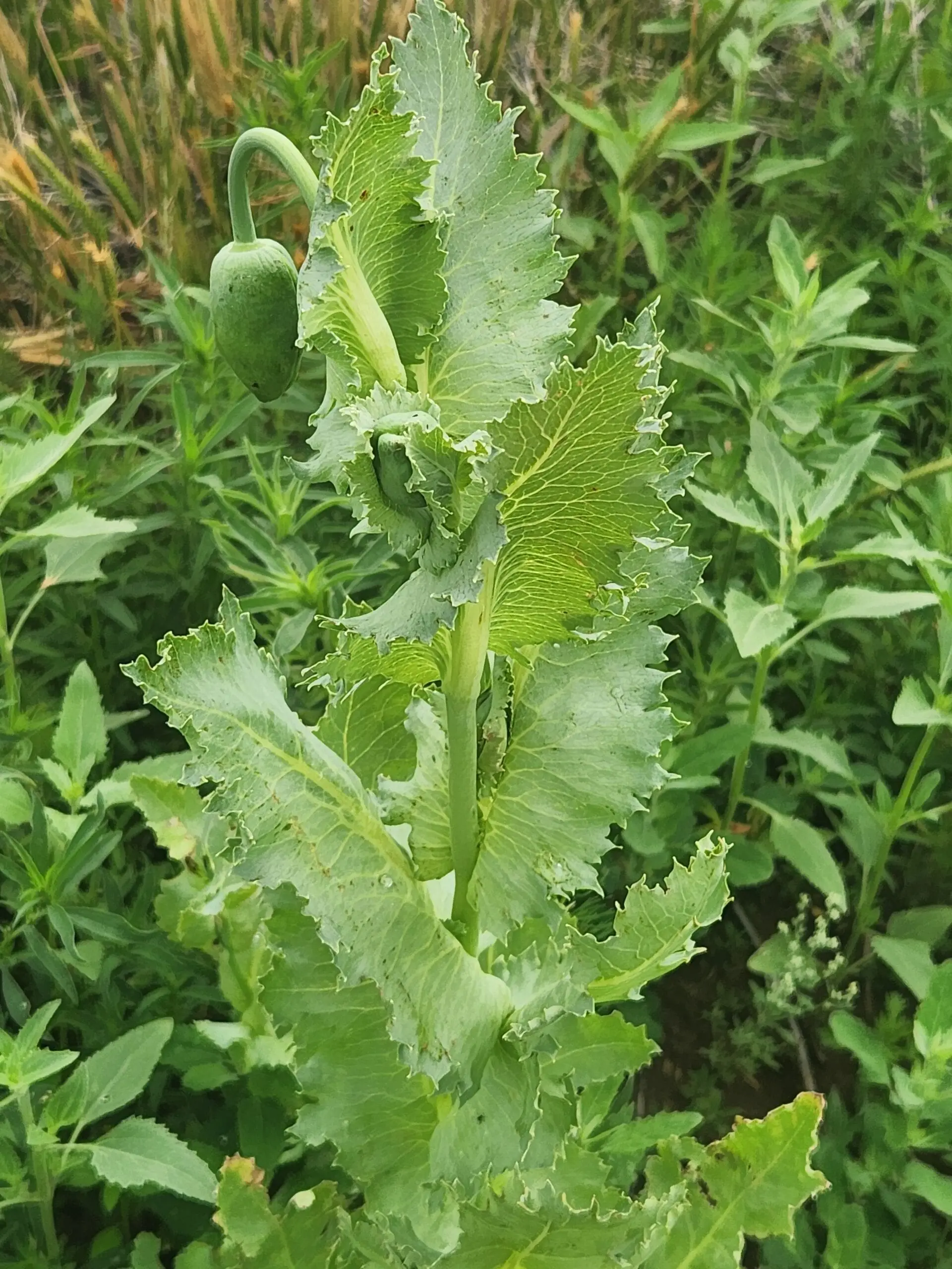 Izmir Uttar Pradesh India White Poppy (Papaver somniferum) 1500 Seeds