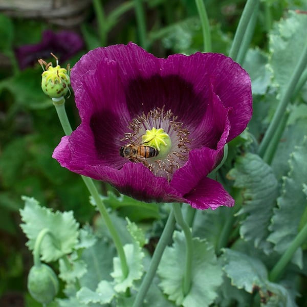 Lauren’s Grape Poppy Seeds (Papaver Somniferum) 1500 pack