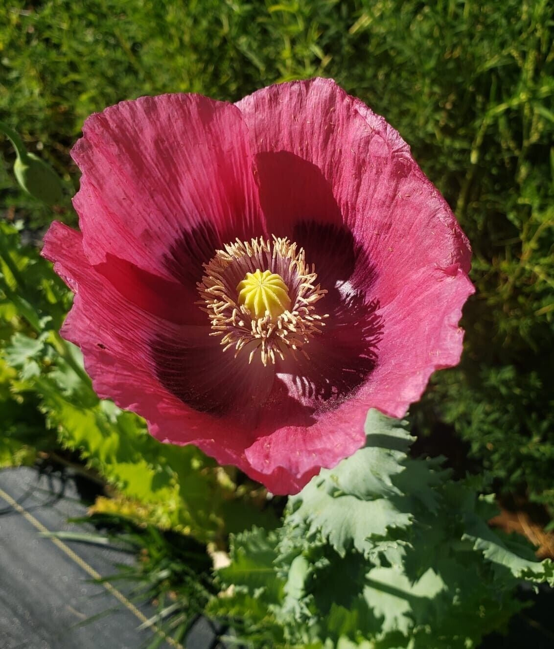 TRUE Izmir Afghan Blue Poppy Seed (Papaver Somniferum) 1500 Seeds