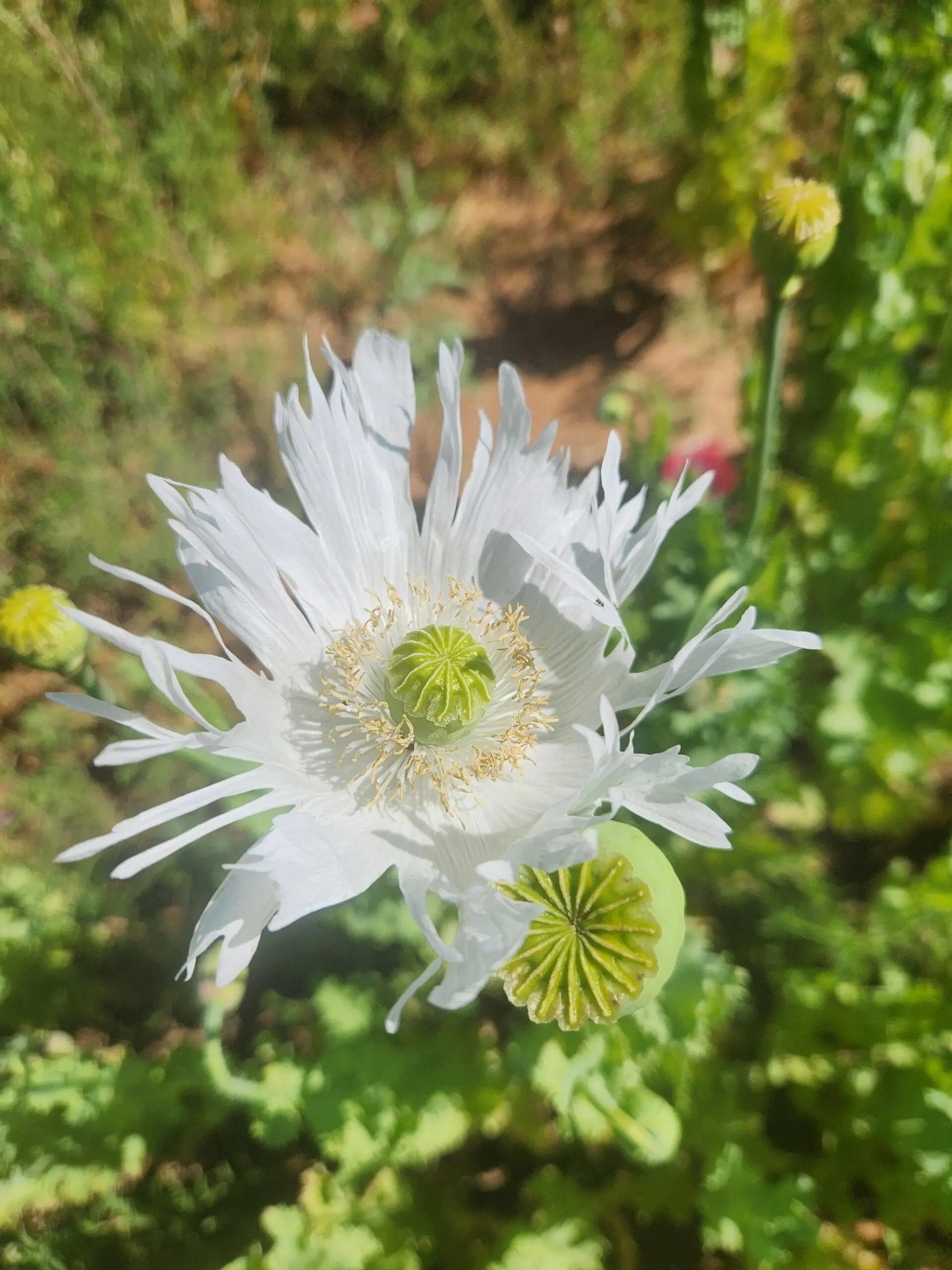 Izmir Burma Golden Triangle Papaver Somniferum Poppy Seeds (1500 Pack)