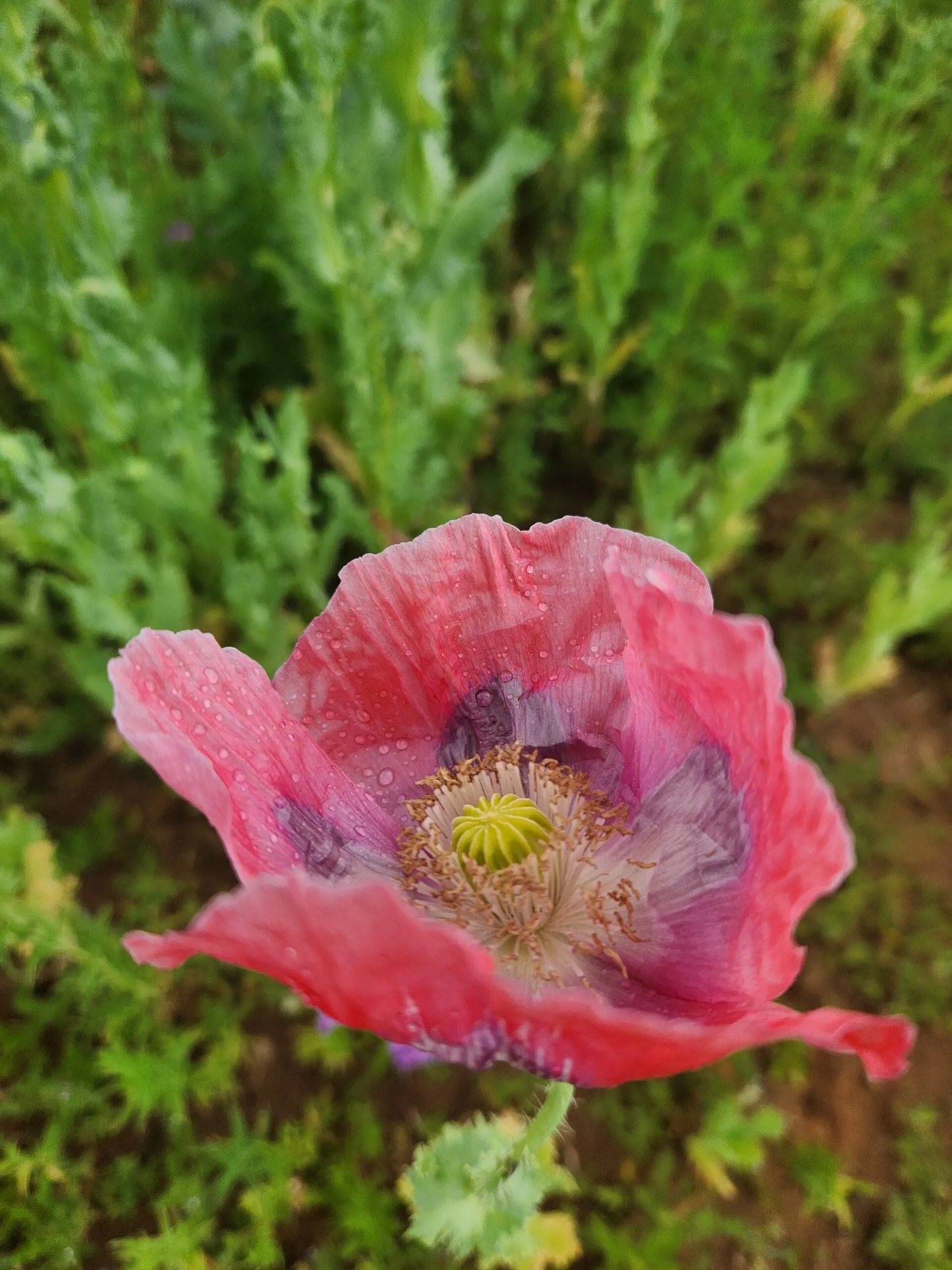Izmir Asian OB Poppy Seed (Papaver Somniferum) 1500 Seeds