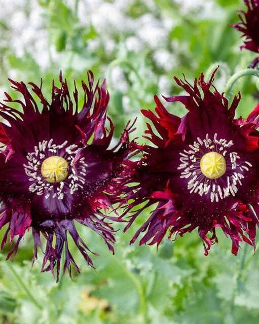Black Swan Poppy Seeds (Papaver Somniferum) 1500 pack
