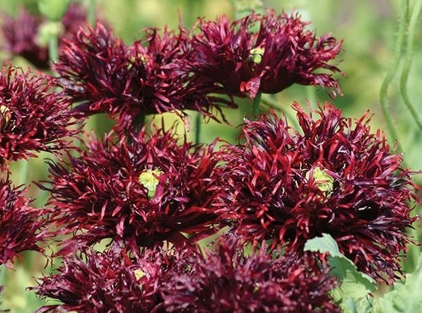 Black Swan Poppy Seeds (Papaver Somniferum) 1500 pack