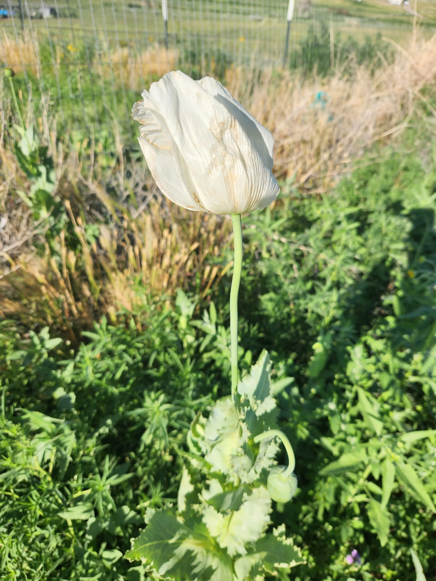 Izmir Uttar Pradesh India White Poppy (Papaver somniferum) 1500 Seeds