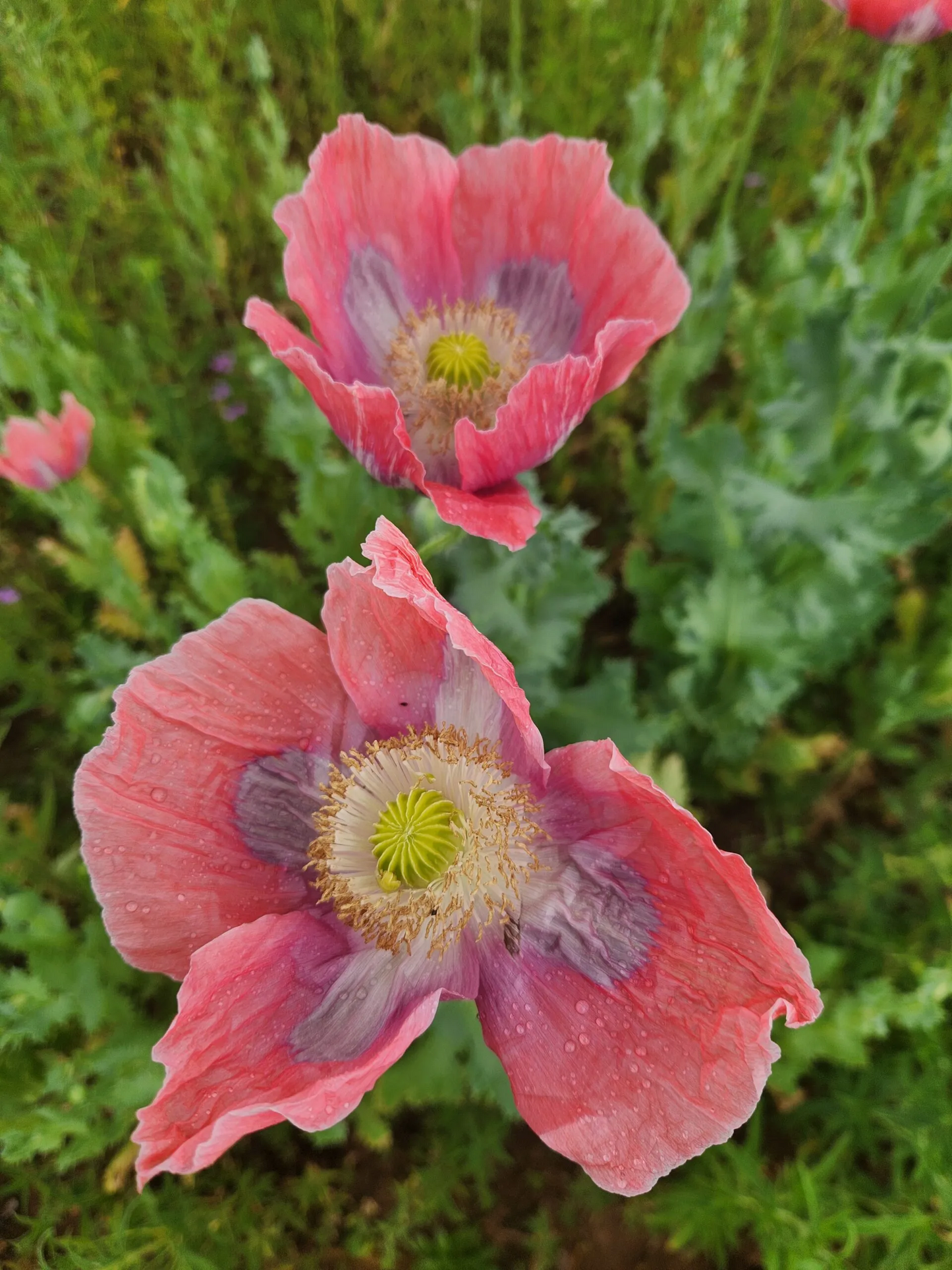 Izmir Asian OB Poppy Seed (Papaver Somniferum) 1500 Seeds