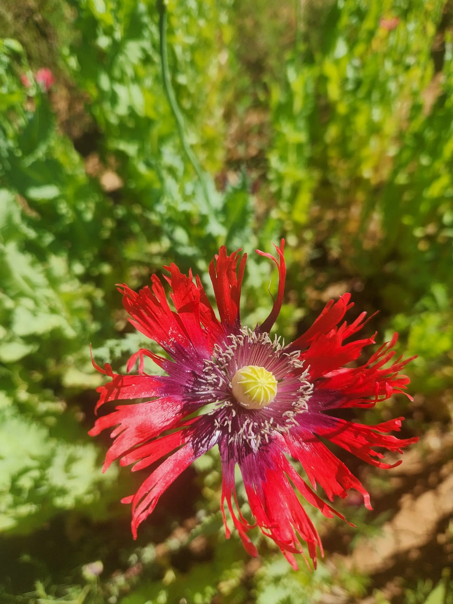 Izmir Burma Golden Triangle Papaver Somniferum Poppy Seeds (1500 Pack)