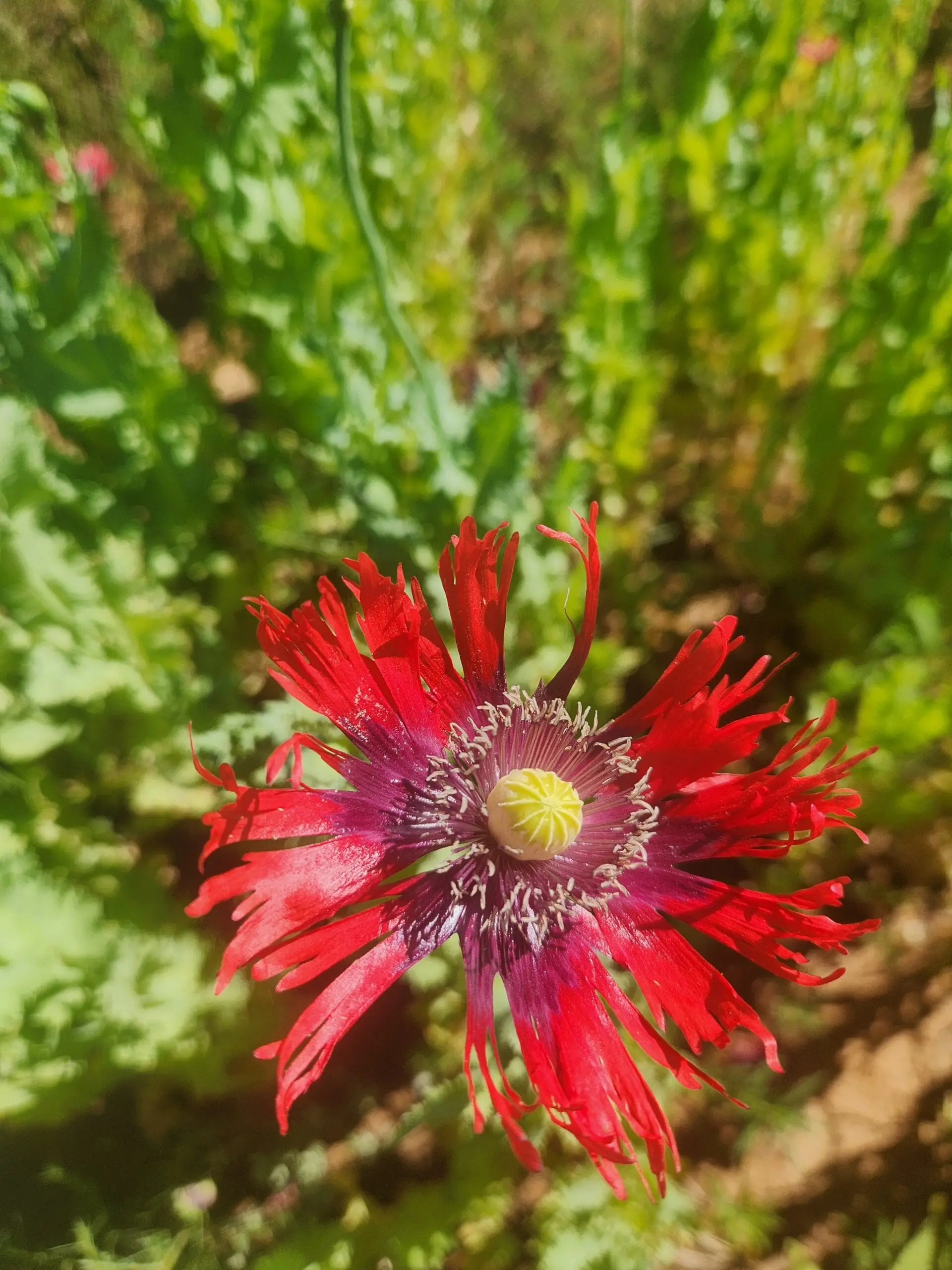 Izmir Burma Golden Triangle Papaver Somniferum Poppy Seeds (1500 Pack)