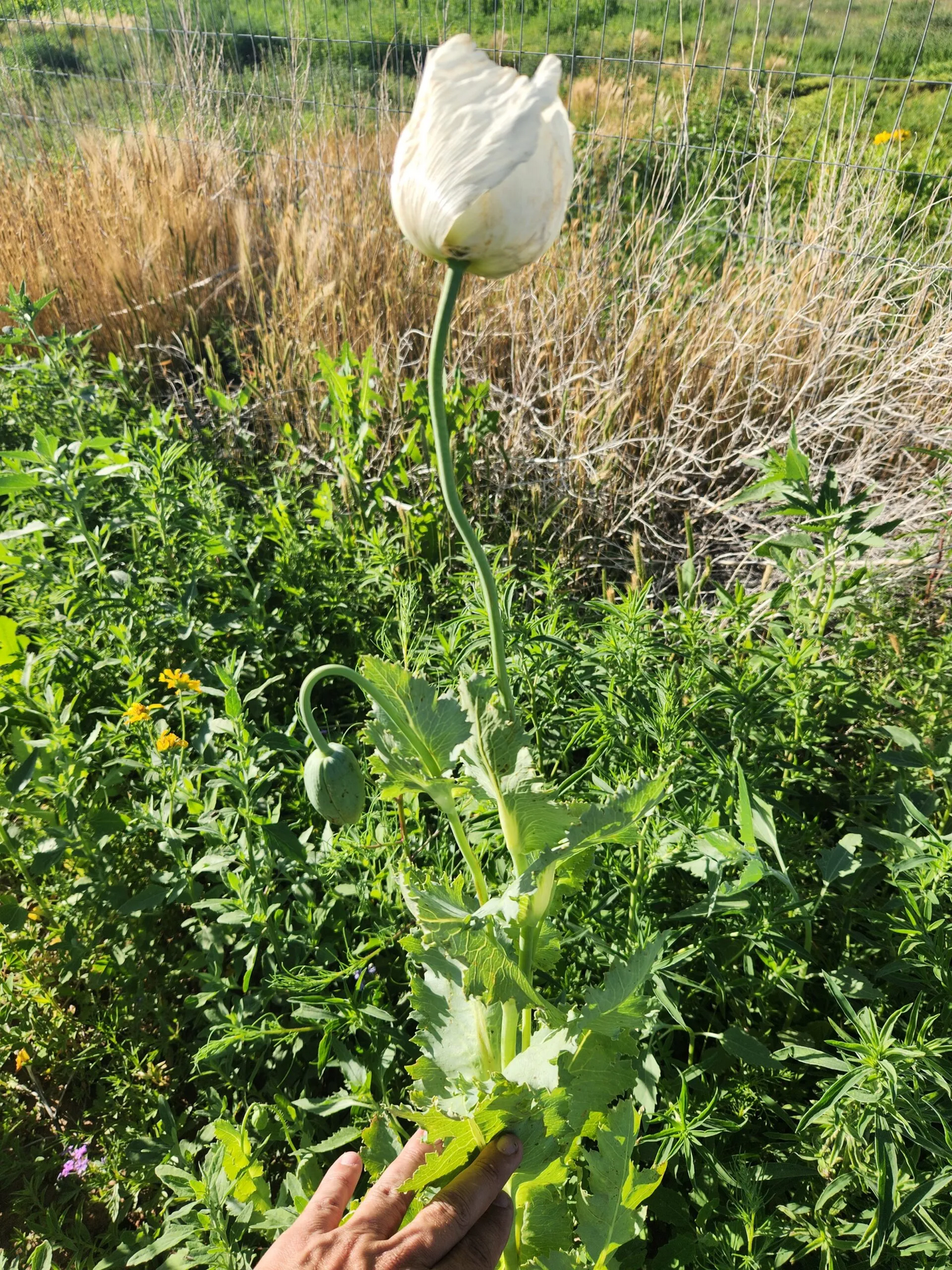 Izmir Uttar Pradesh India White Poppy (Papaver somniferum) 1500 Seeds