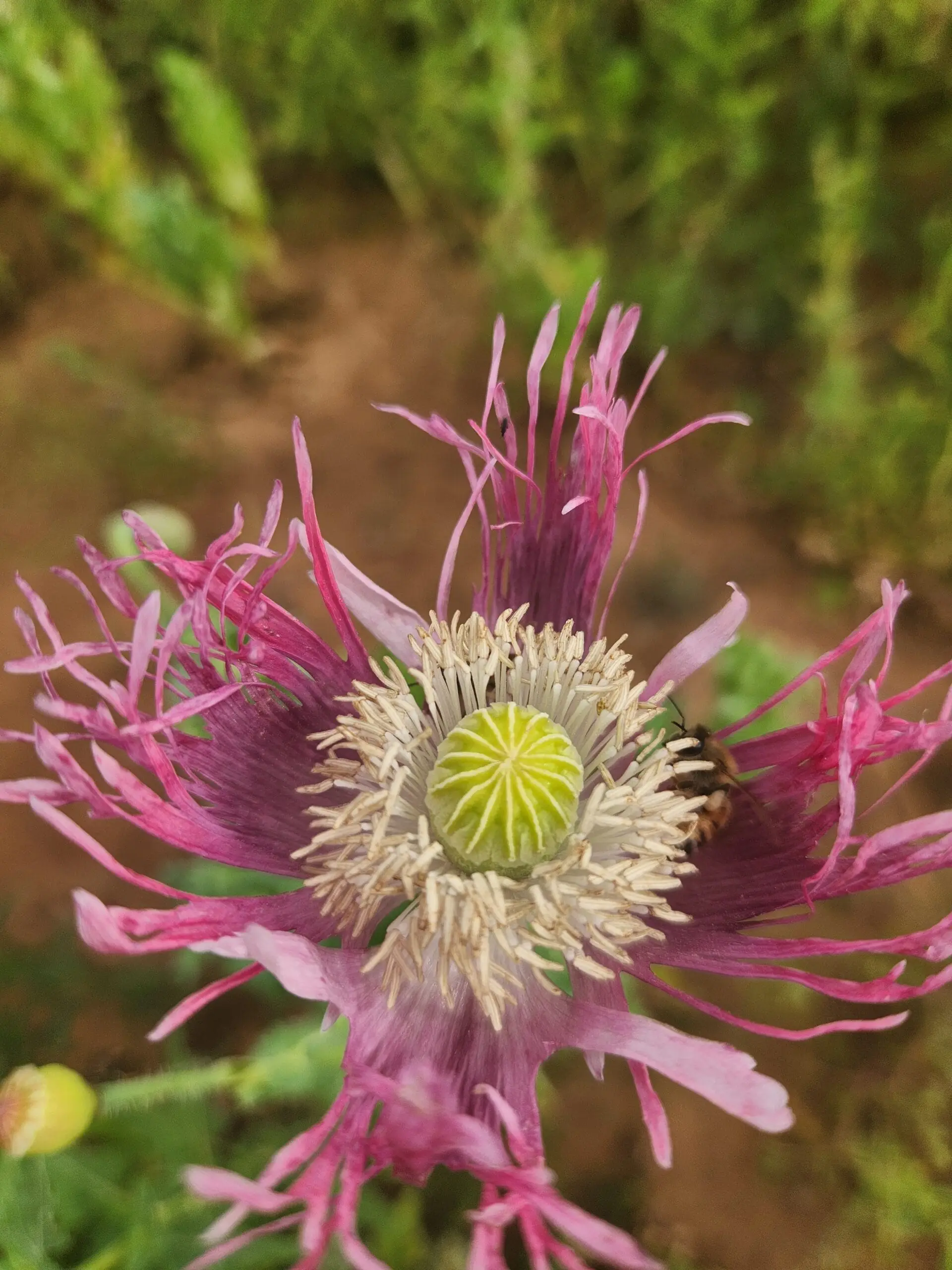 Izmir Burma Golden Triangle Papaver Somniferum Poppy Seeds (1500 Pack)
