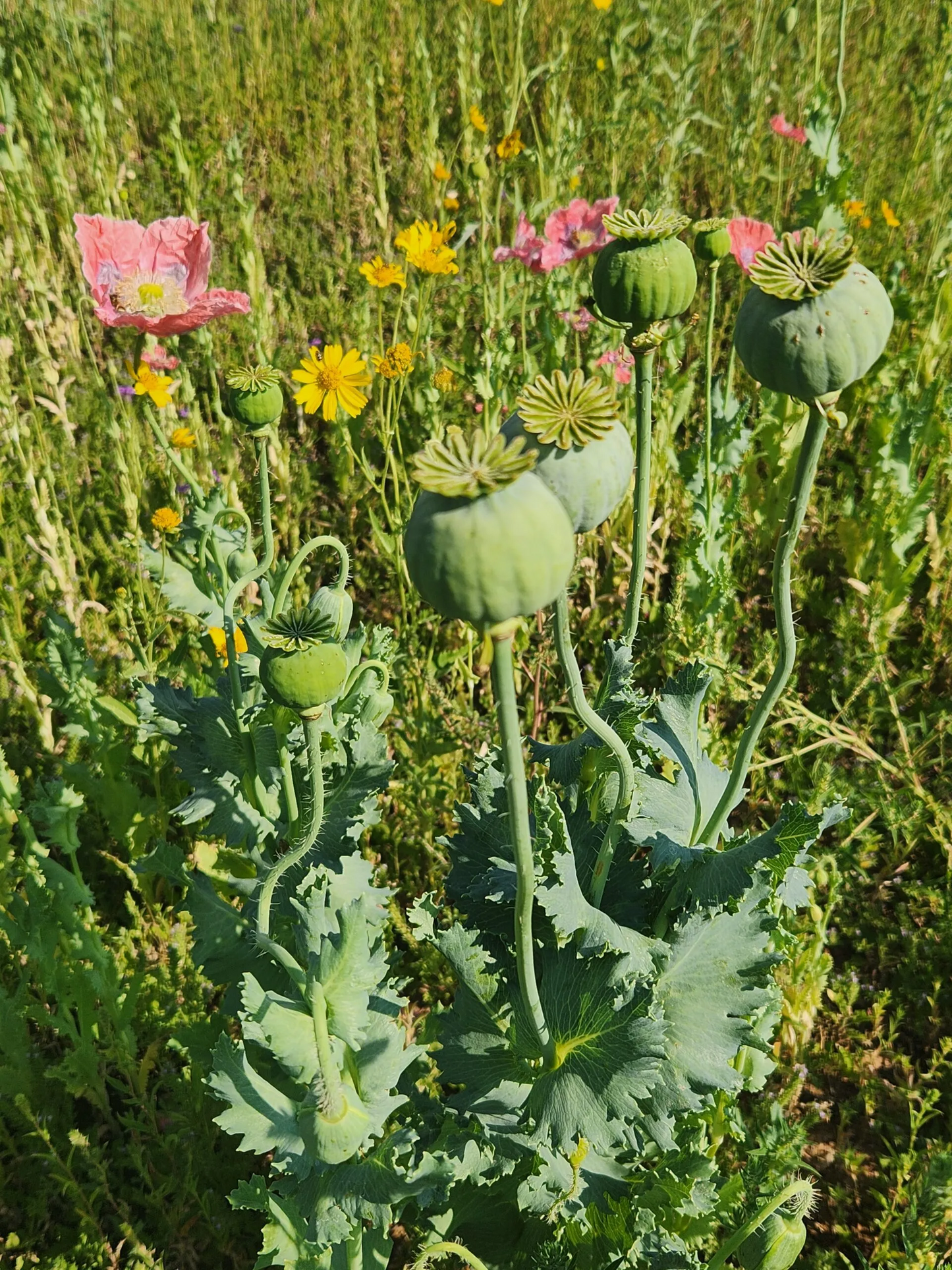 Izmir Asian OB Poppy Seed (Papaver Somniferum) 1500 Seeds
