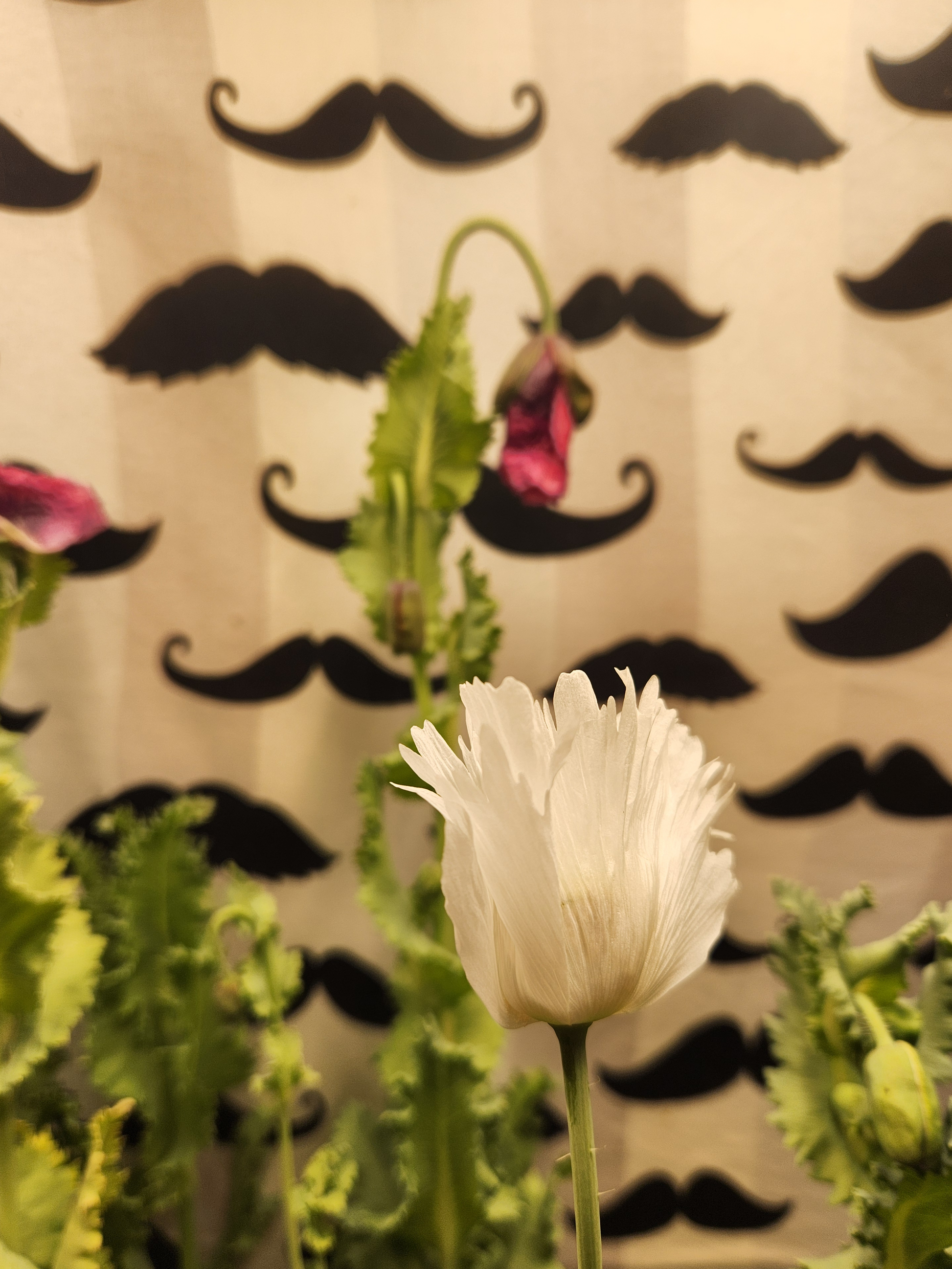 Izmir Burma Golden Triangle Papaver Somniferum Poppy Seeds (1500 Pack)