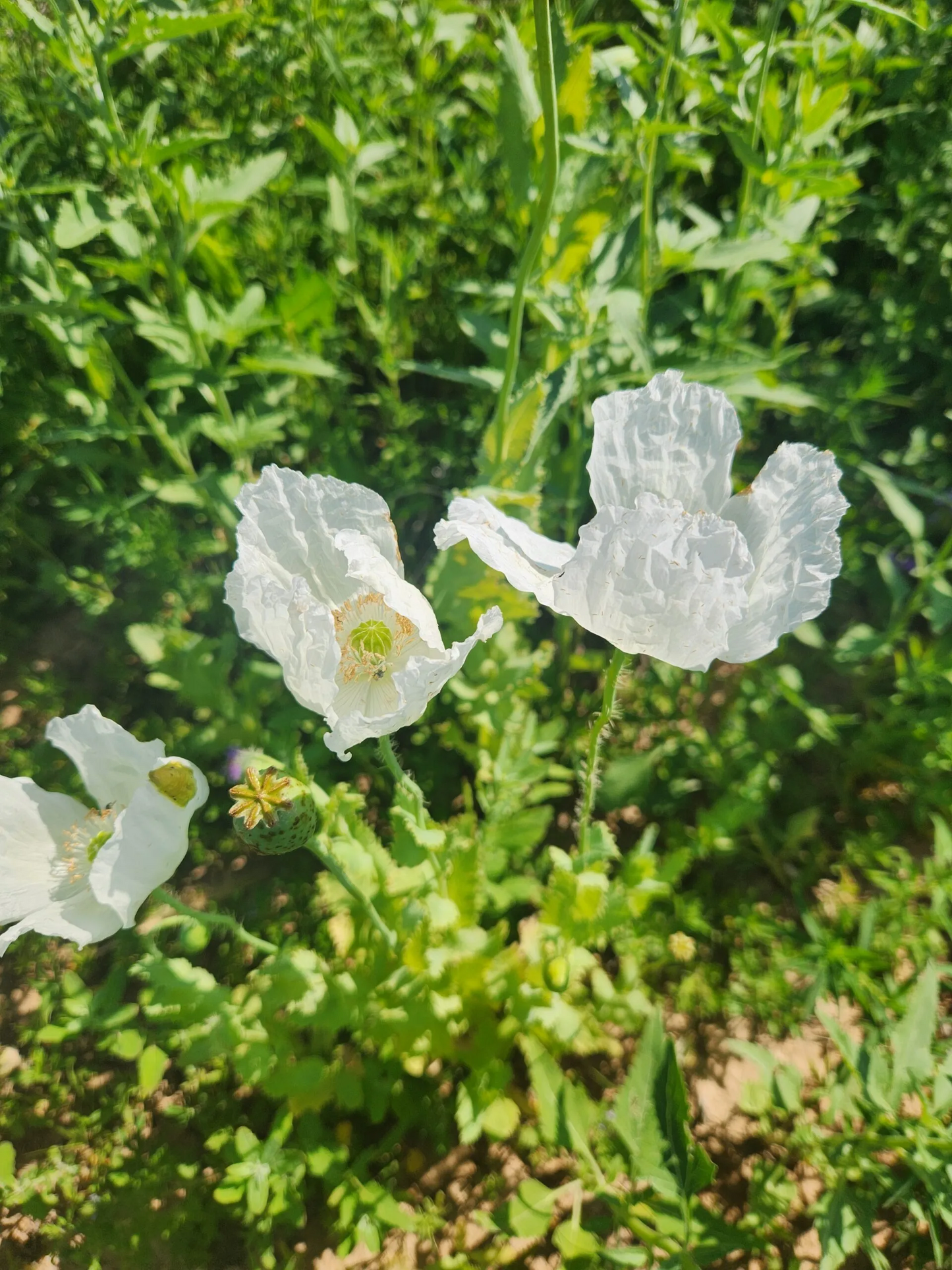 Izmir Uttar Pradesh India White Poppy (Papaver somniferum) 1500 Seeds