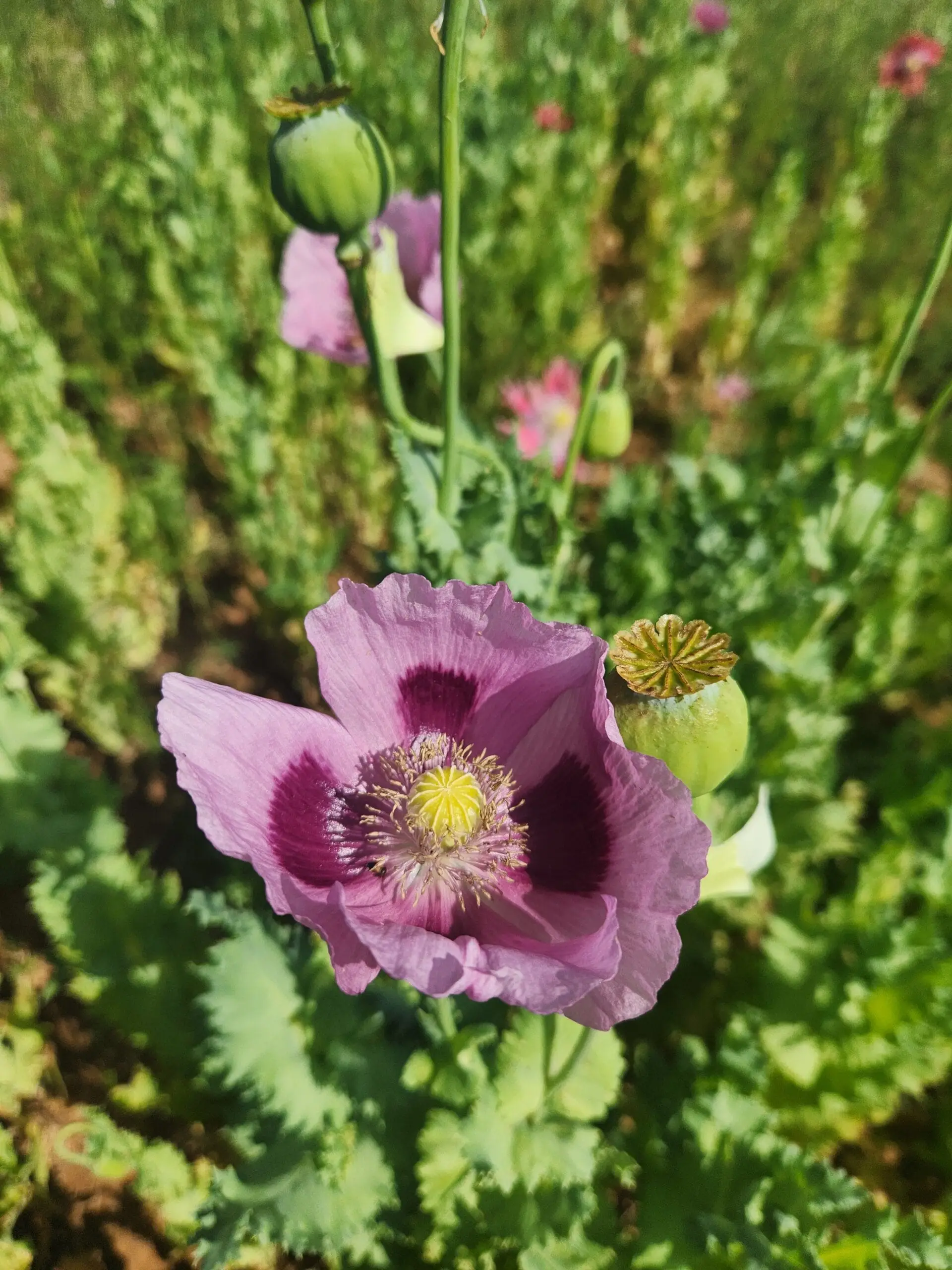 Izmir Burma Golden Triangle Papaver Somniferum Poppy Seeds (1500 Pack)