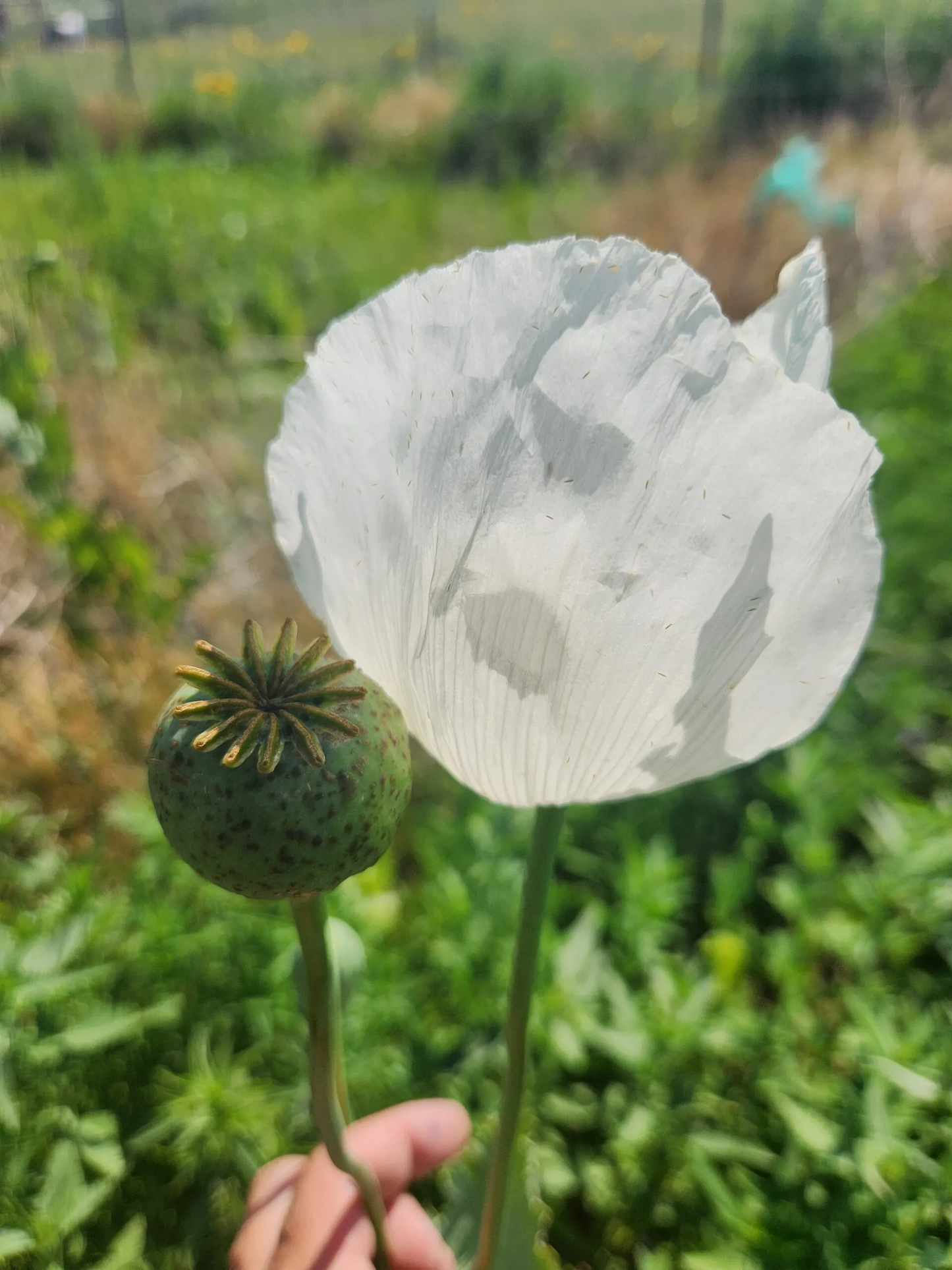 Izmir Uttar Pradesh India White Poppy (Papaver somniferum) 1500 Seeds