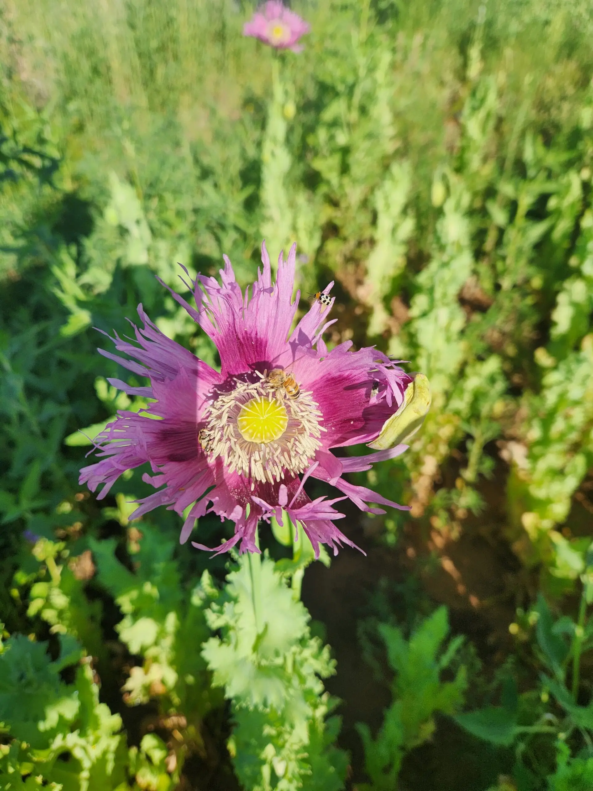 Izmir Burma Golden Triangle Papaver Somniferum Poppy Seeds (1500 Pack)