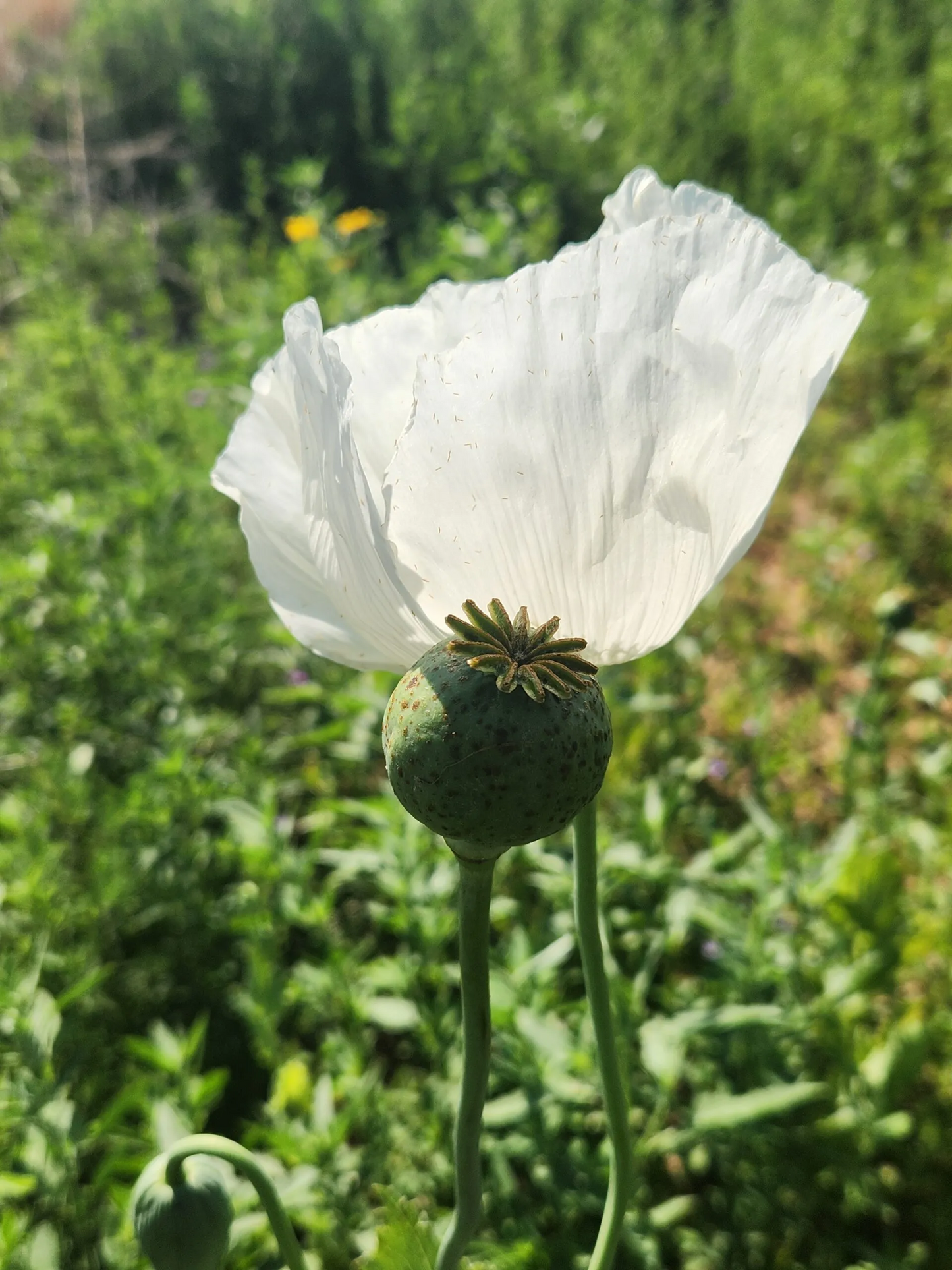 Izmir Uttar Pradesh India White Poppy (Papaver somniferum) 1500 Seeds