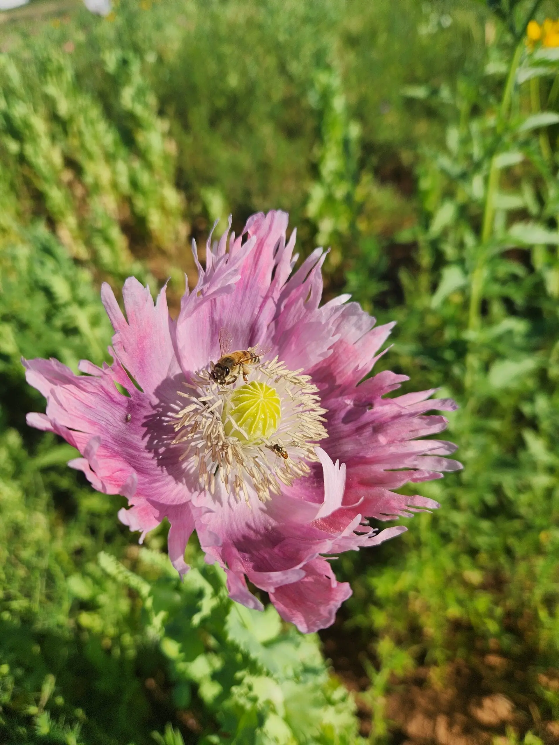 Izmir Burma Golden Triangle Papaver Somniferum Poppy Seeds (1500 Pack)