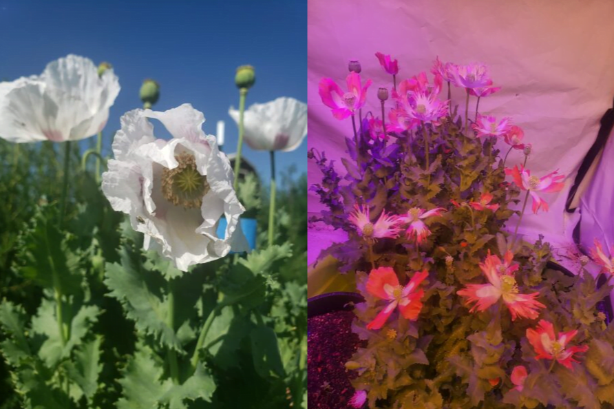 Izmir Poppy Mega Mix: Izmir Bush & Izmir Pink Special Afghan 1500 pack