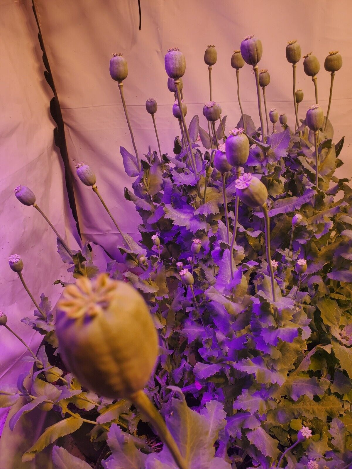 Izmir Pink Special Afghan Poppy Seeds (Papaver Somniferum Var Galania) 1500 pack