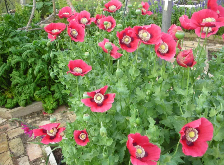 PepperBox Poppy Seed (Papaver Somniferum) 1500 Seeds