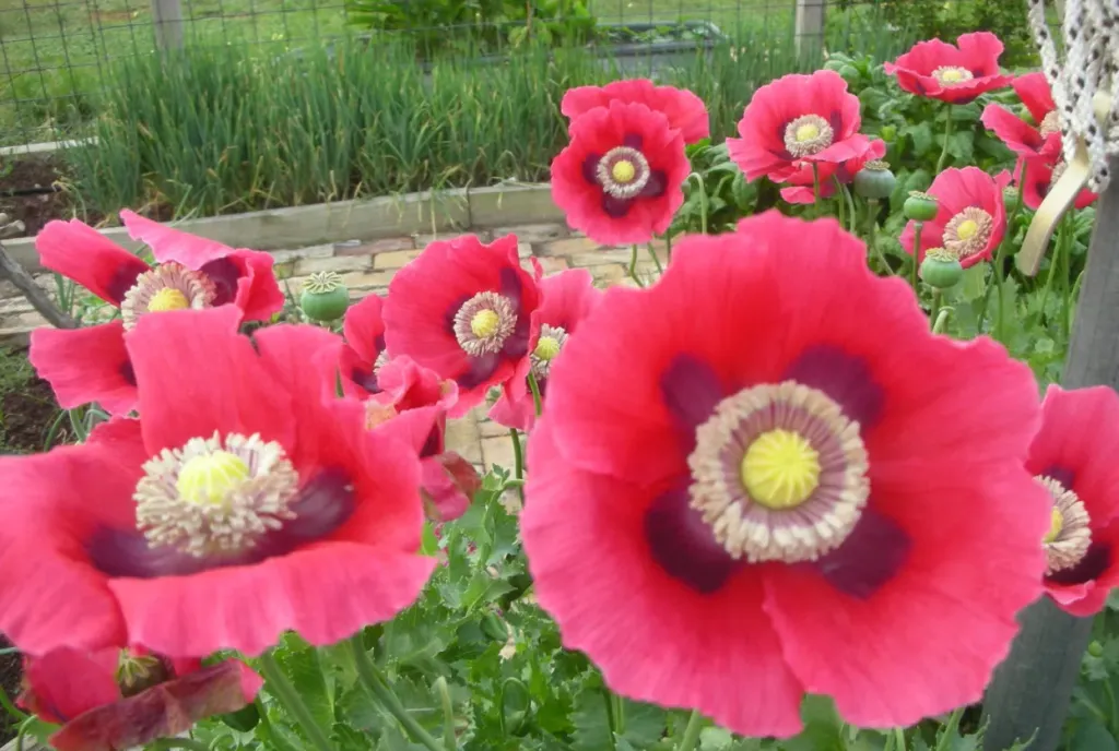 PepperBox Poppy Seed (Papaver Somniferum) 1500 Seeds