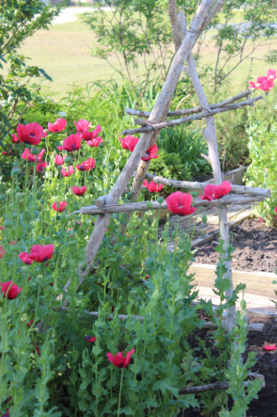 PepperBox Poppy Seed (Papaver Somniferum) 1500 Seeds