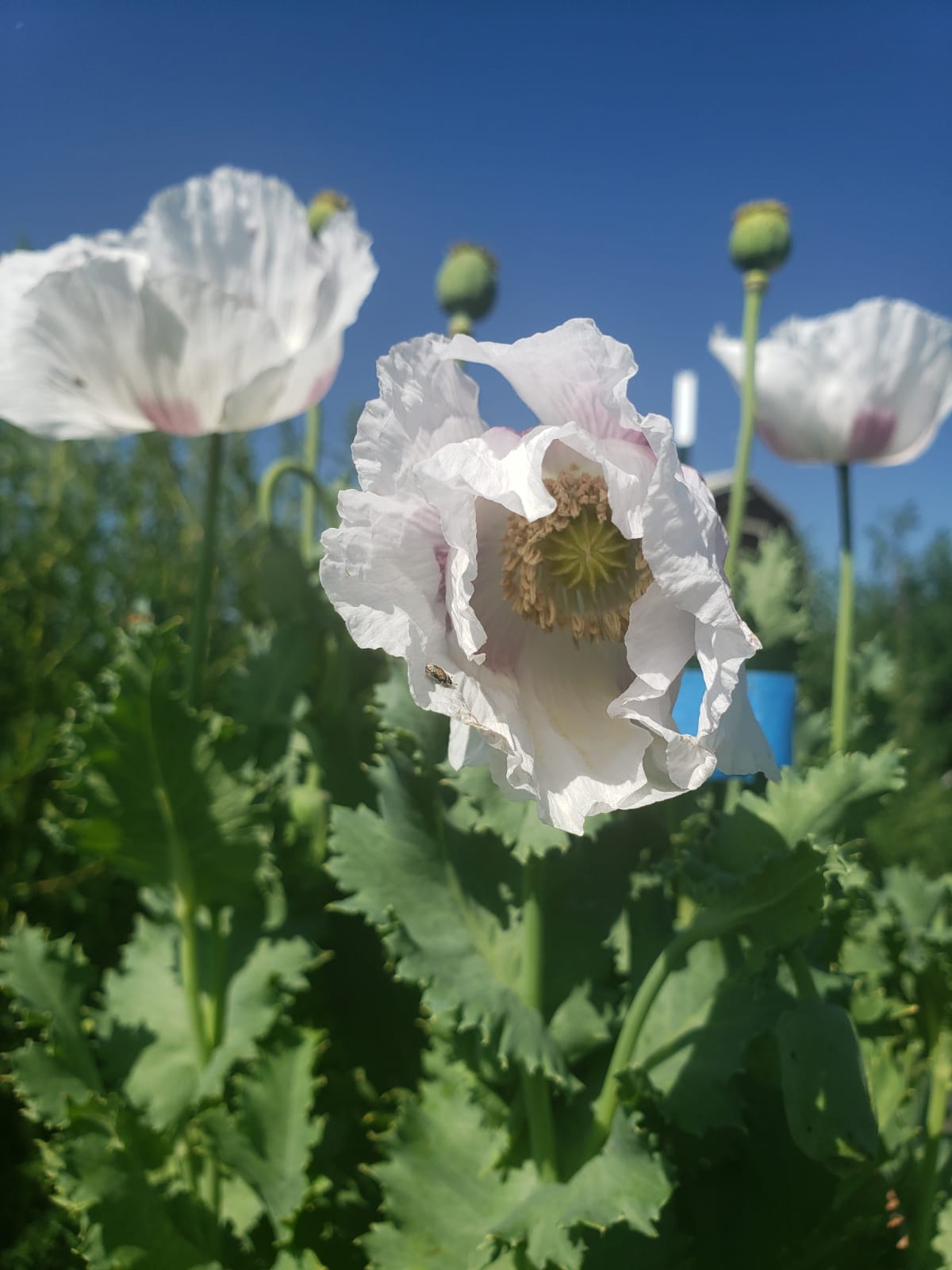 TRUE Izmir Bush Poppy (Papaver Somniferum) 1500 Seeds