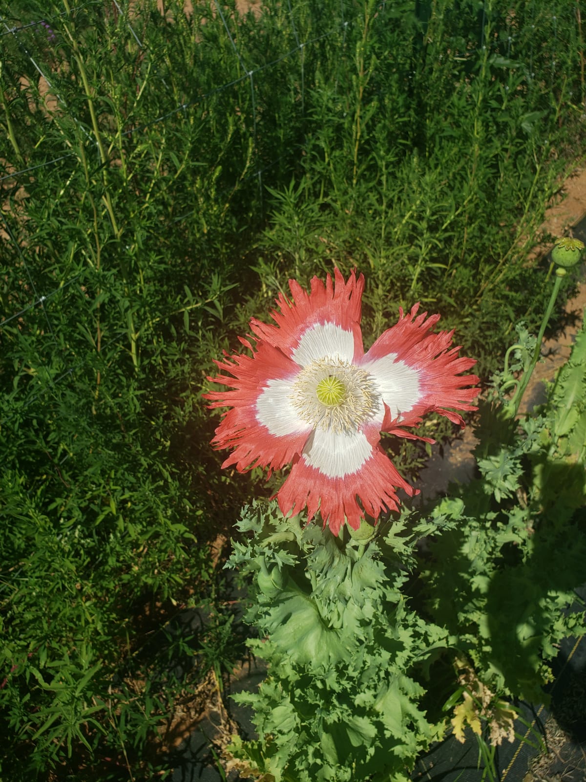 TRUE Izmir Danish Flag Poppy Seed (Papaver Somniferum)1500 Seeds