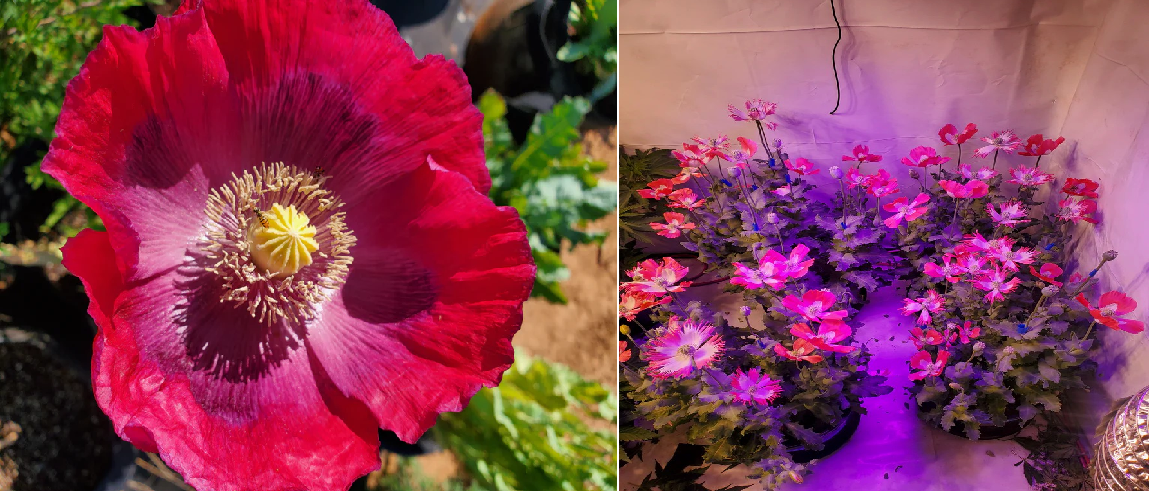 Izmir Poppy Mega Mix: Asian OB × Izmir Pink Special Afghan Hybrid and Izmir Pink Special Afghan — 1,500 Seeds