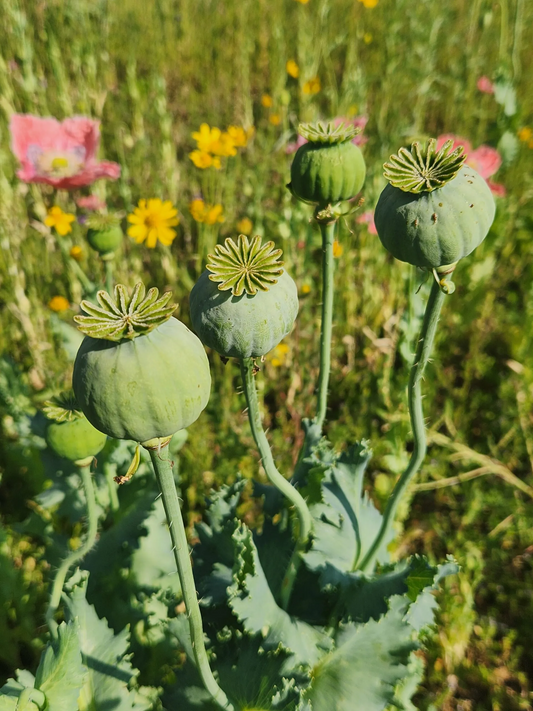 Izmir Asian OB Poppy Seed (Papaver Somniferum) 1500 Seeds