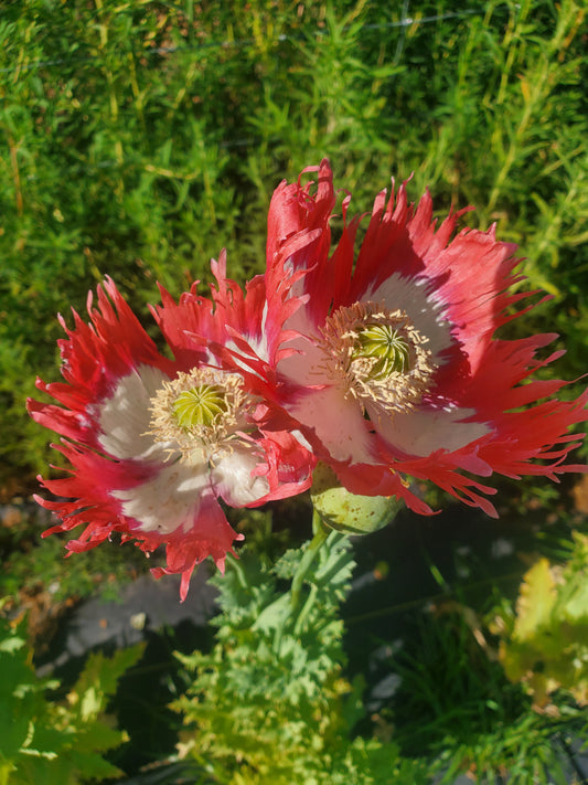 TRUE Izmir Danish Flag Poppy Seed (Papaver Somniferum)1500 Seeds