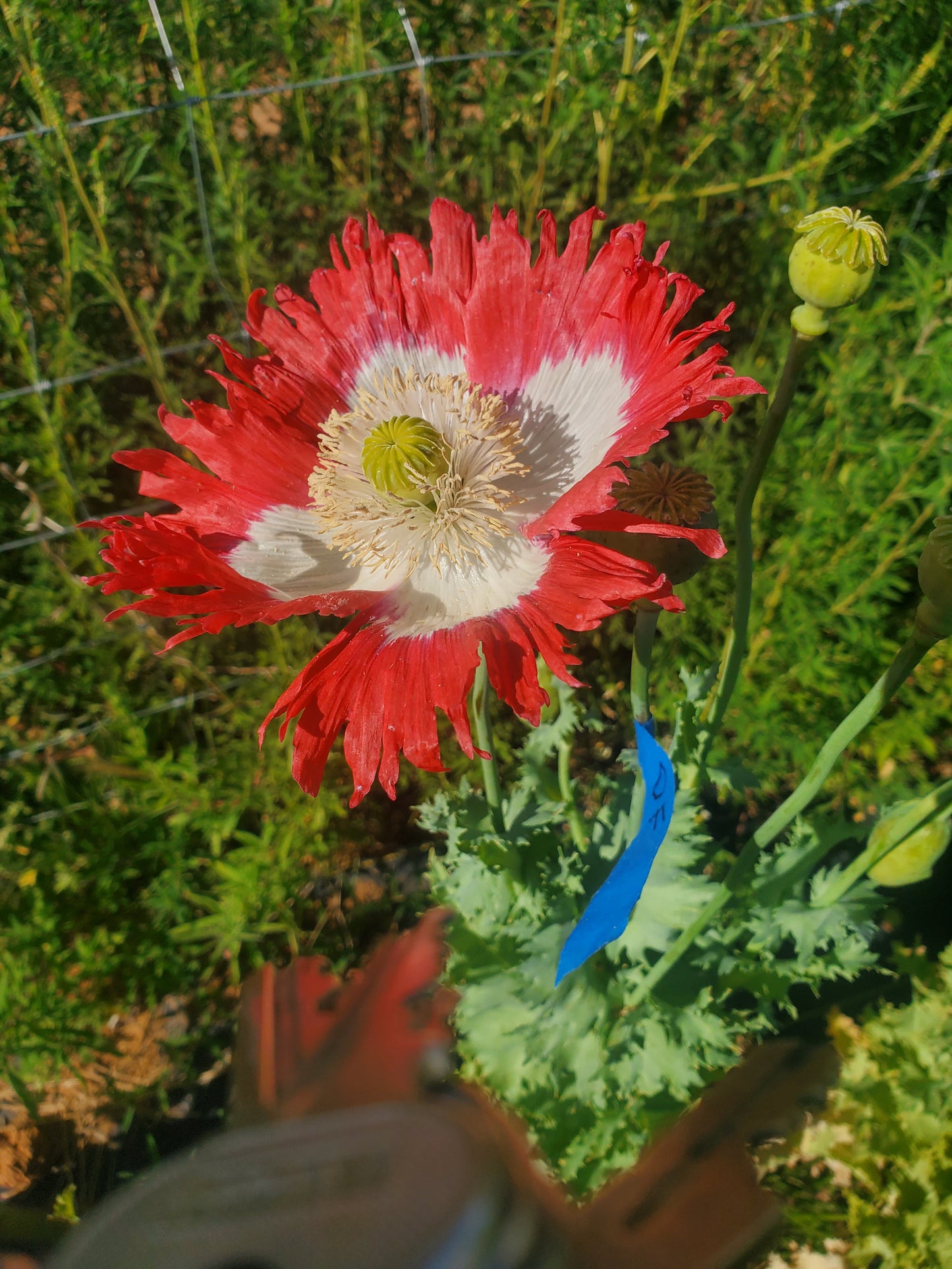 TRUE Izmir Danish Flag Poppy Seed (Papaver Somniferum)1500 Seeds