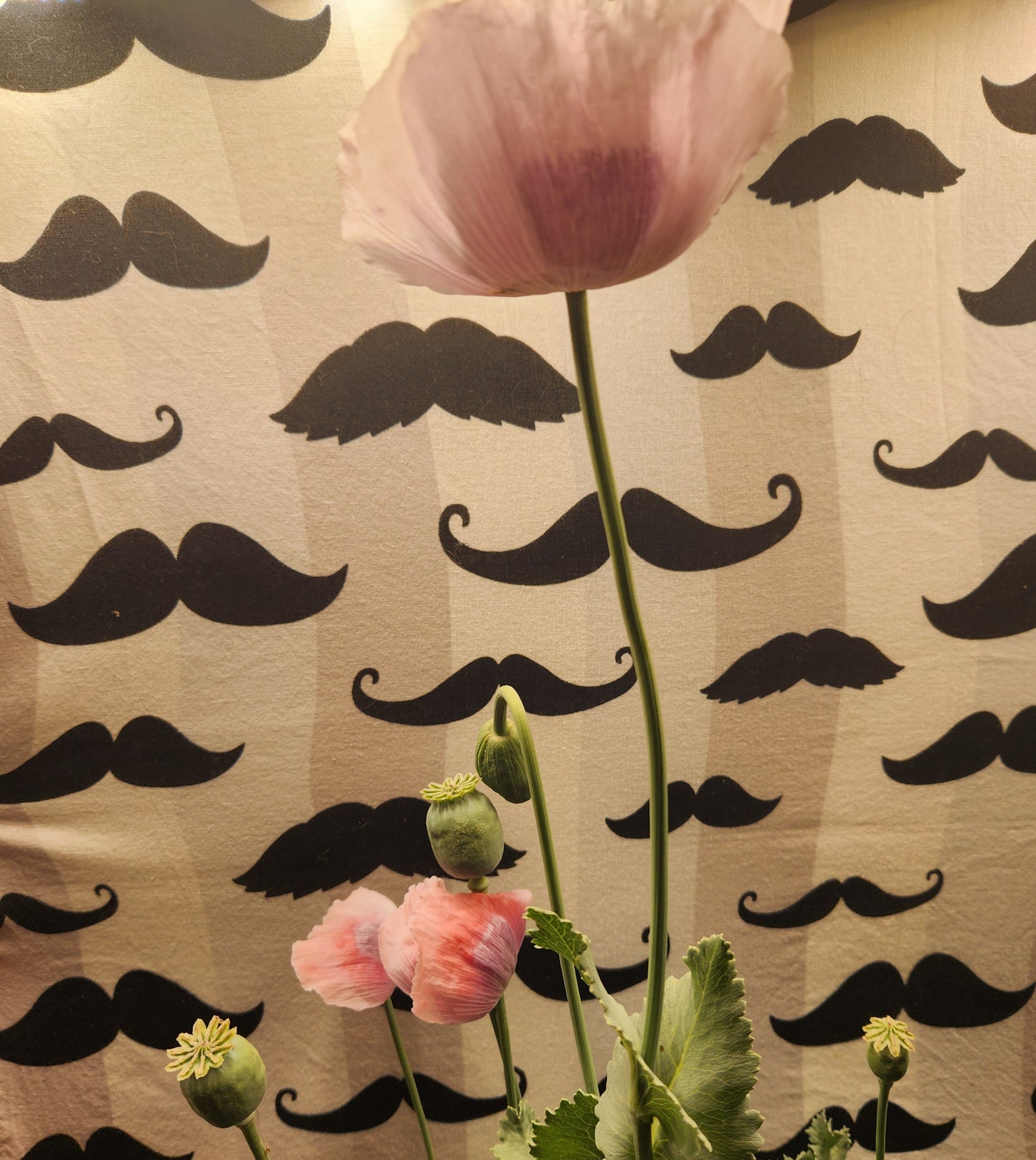 Elka white Poppy Seeds (Papaver Somniferum) 1500 pack
