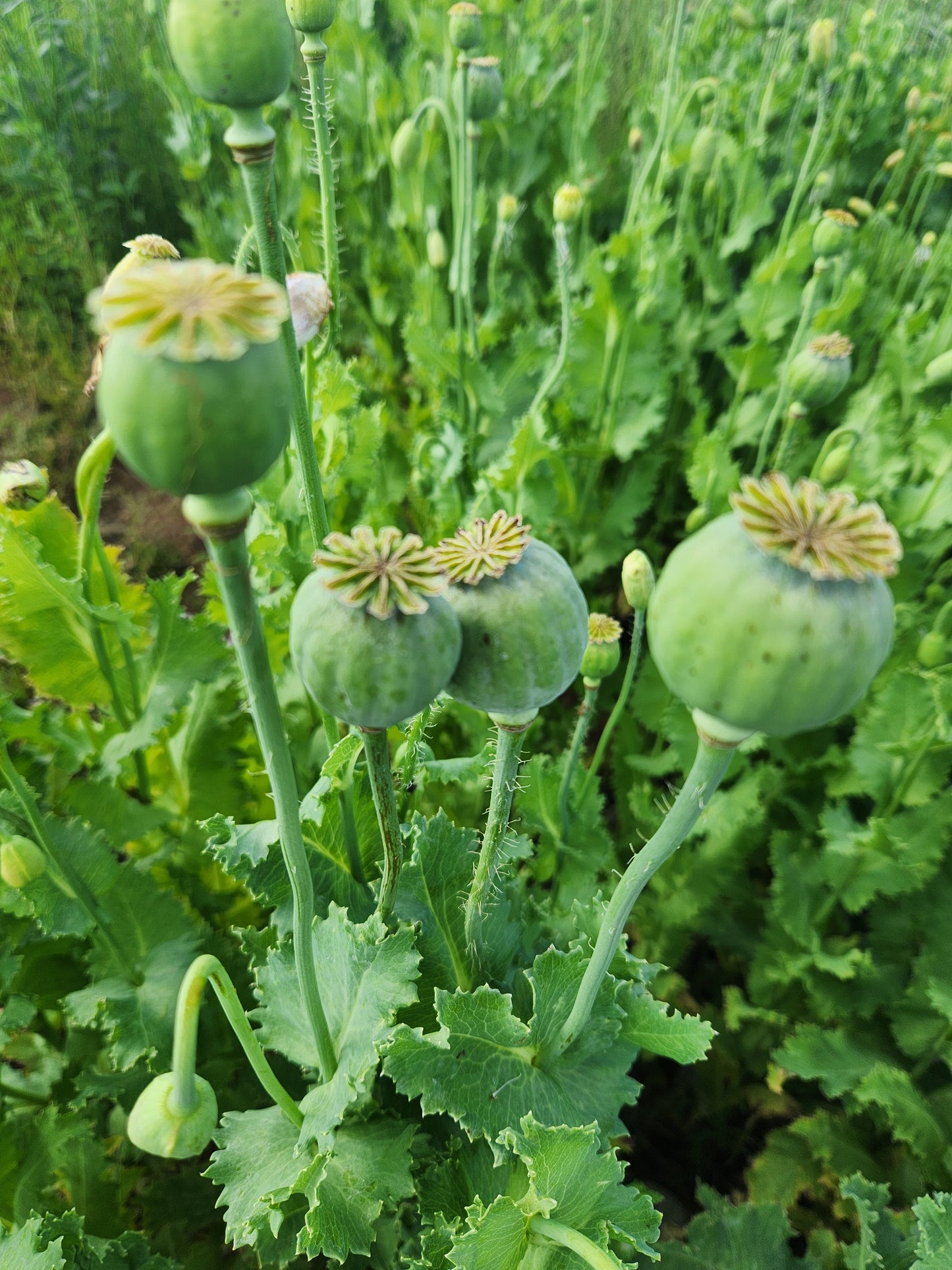 TRUE Izmir Bush Poppy (Papaver Somniferum) 1500 Seeds
